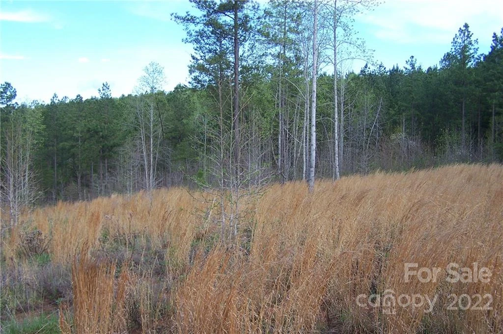 Tract 3 County Line Road - Photo 4