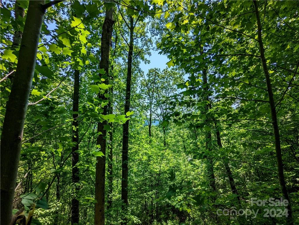 11 Trout Lily Lane #11 - Photo 11