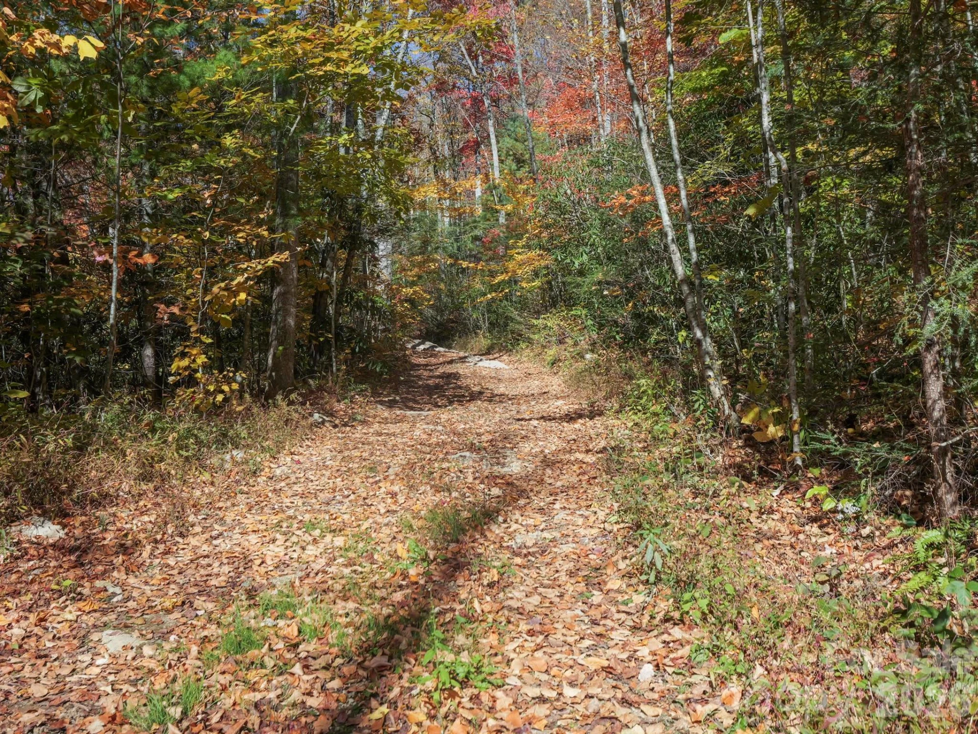 TBD Long Branch Road - Photo 14