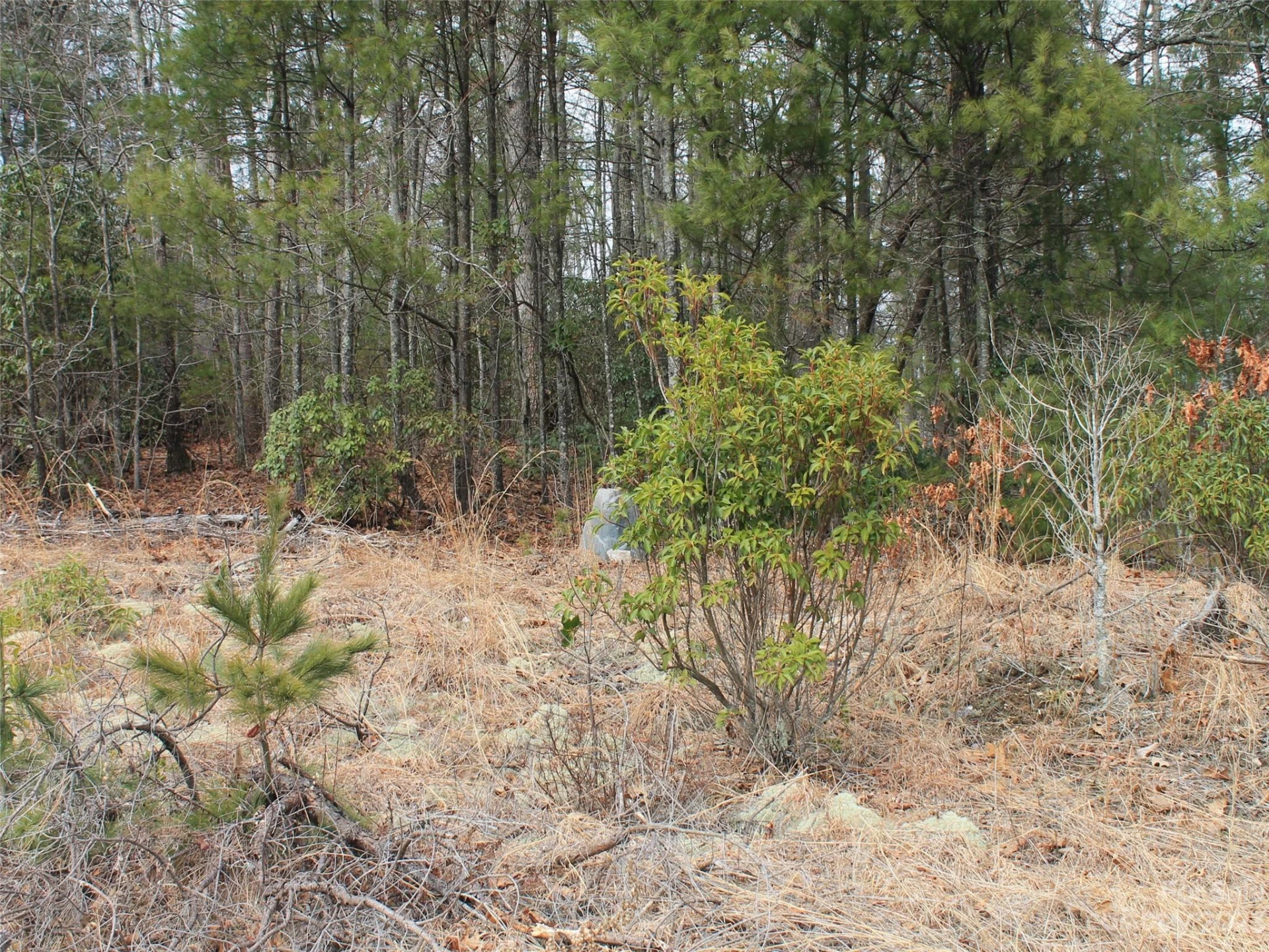 0000 Wildlife Trail #.84 ACRES - Photo 2