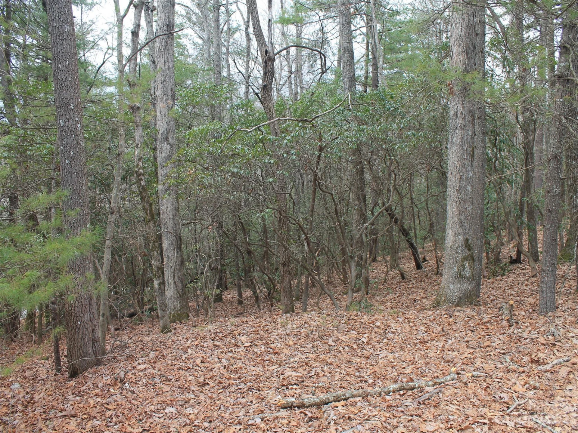 0000 Wildlife Trail #.84 ACRES - Photo 5