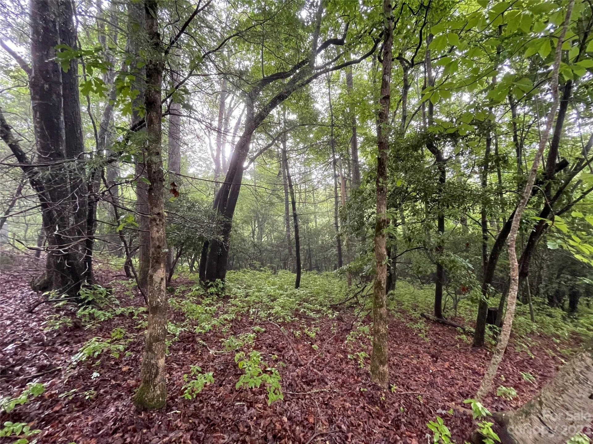 TBD Tellico Trail #116/01 - Photo 7