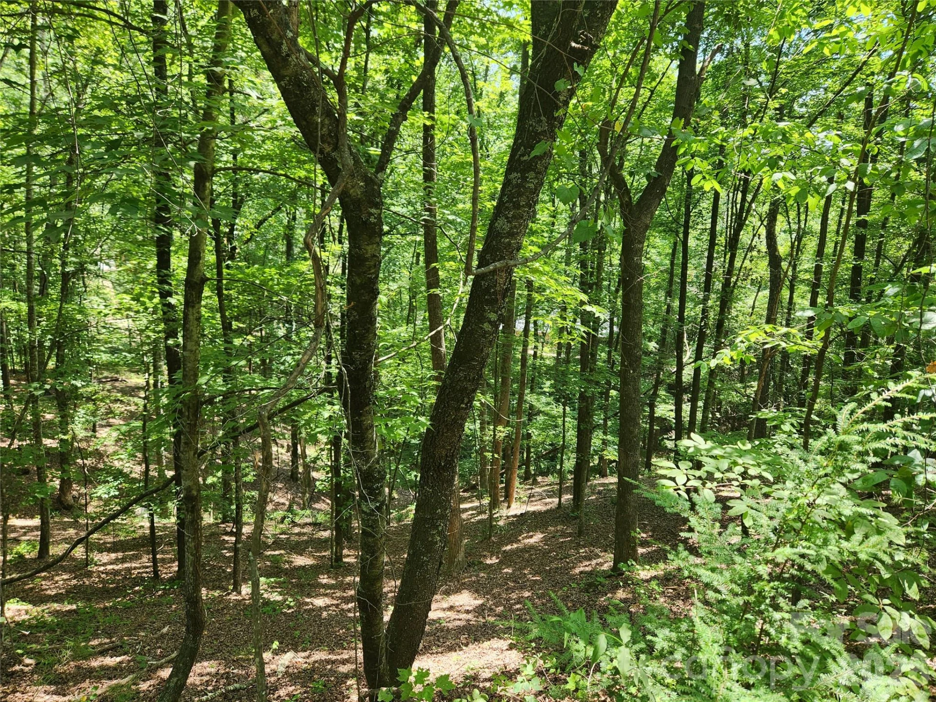 Lot 81, 82, & 88 Walnut Lane - Photo 2