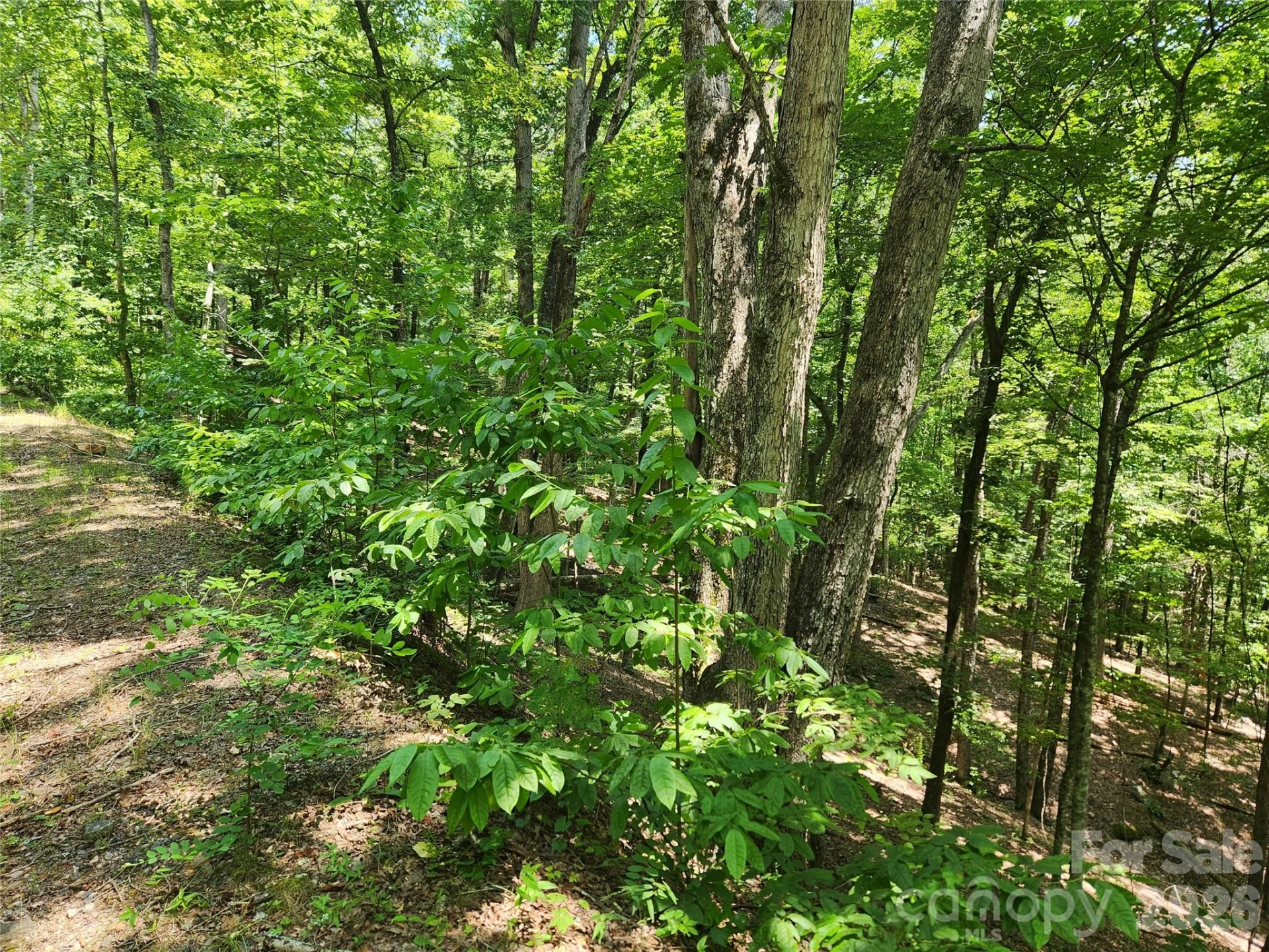Lot 81, 82, & 88 Walnut Lane - Photo 4