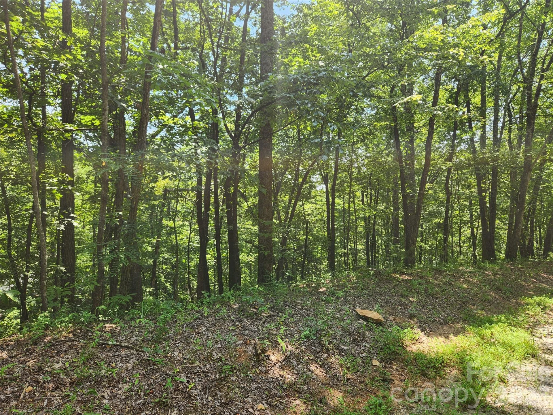 Lot 81, 82, & 88 Walnut Lane - Photo 6