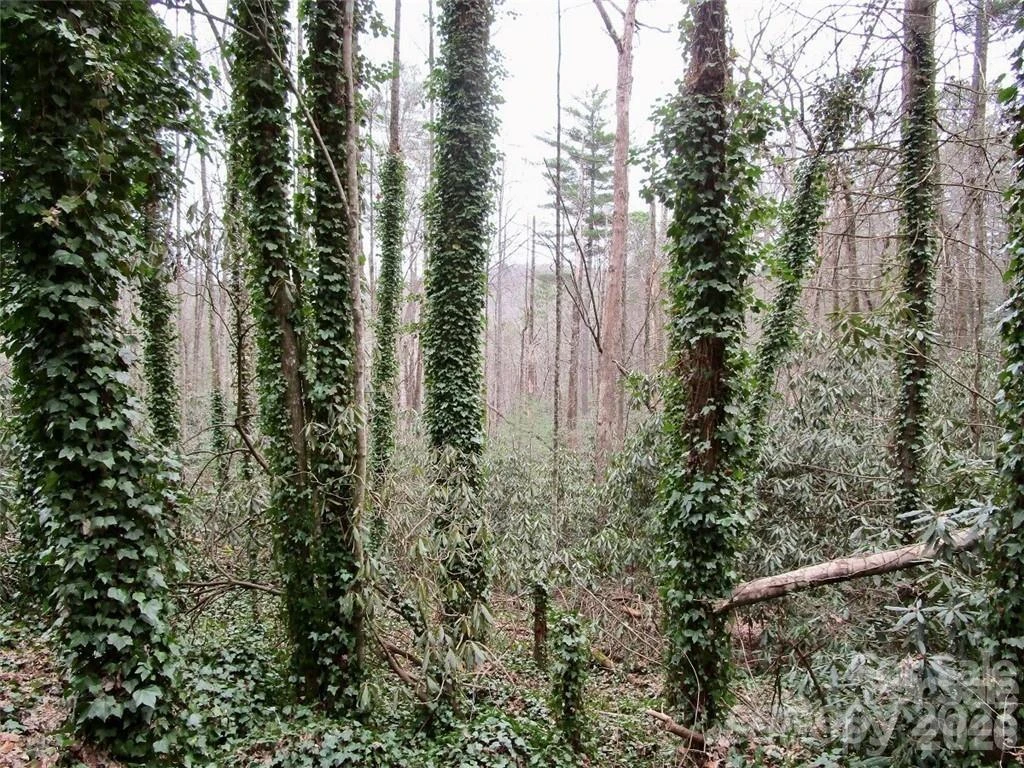 Lot #22 Toxaway Falls Drive - Photo 4