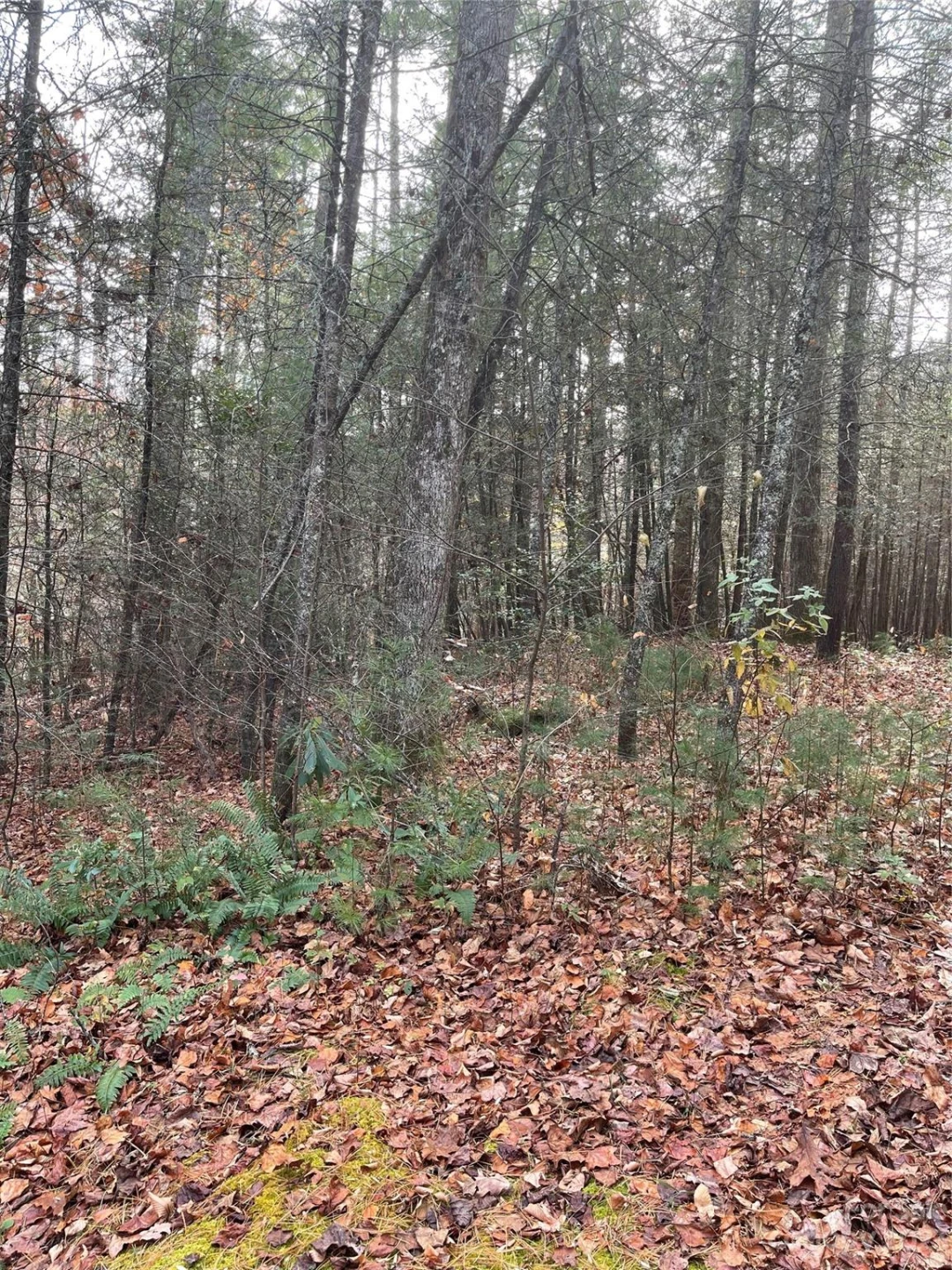 50 Mountain Escape Drive - Photo 3