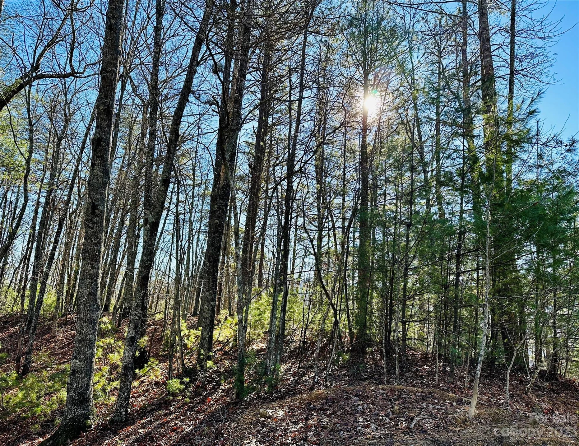 71 Turkey Trot Trail #16