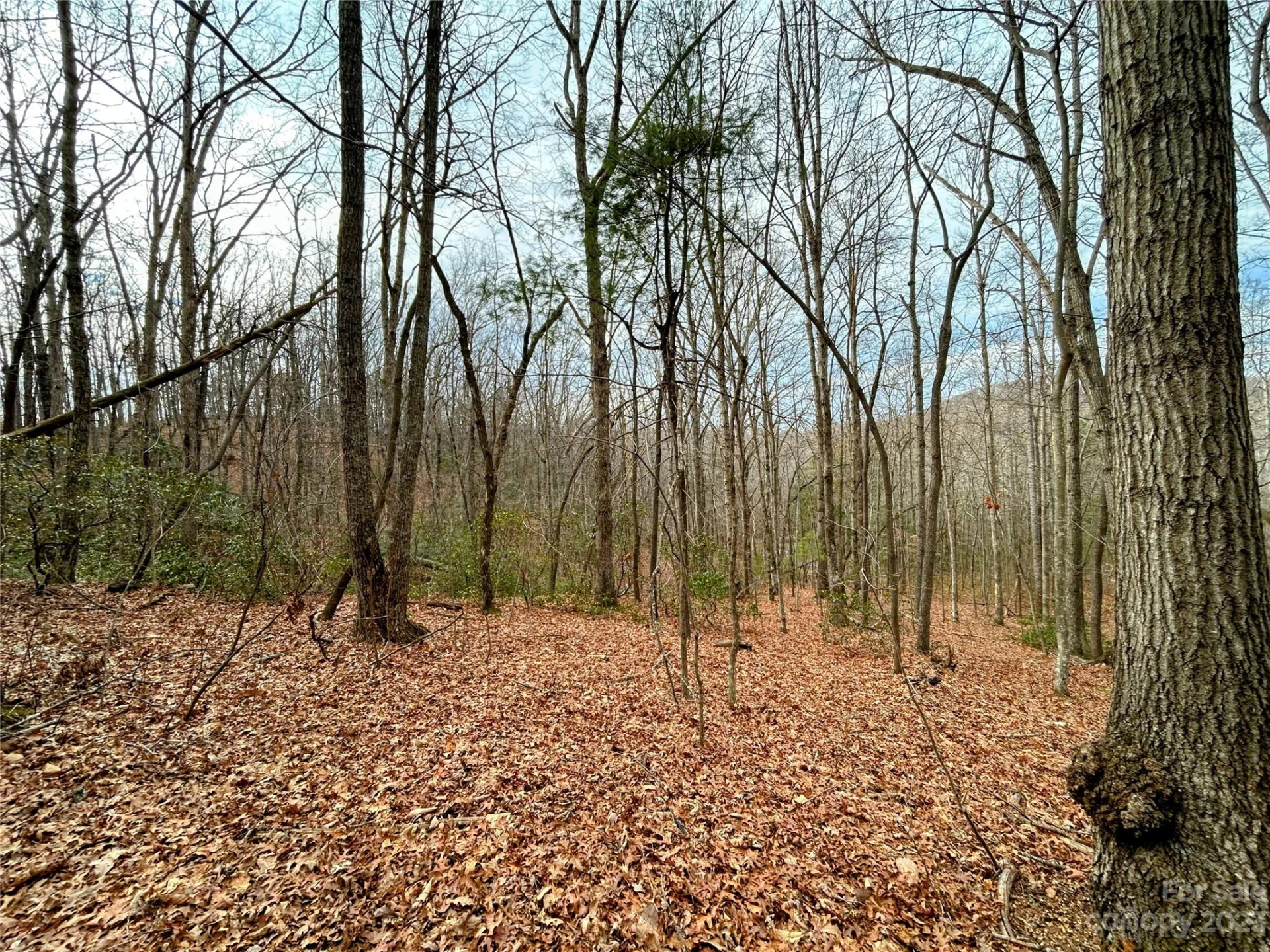 Lot 11 Rhododendron Drive - Photo 2