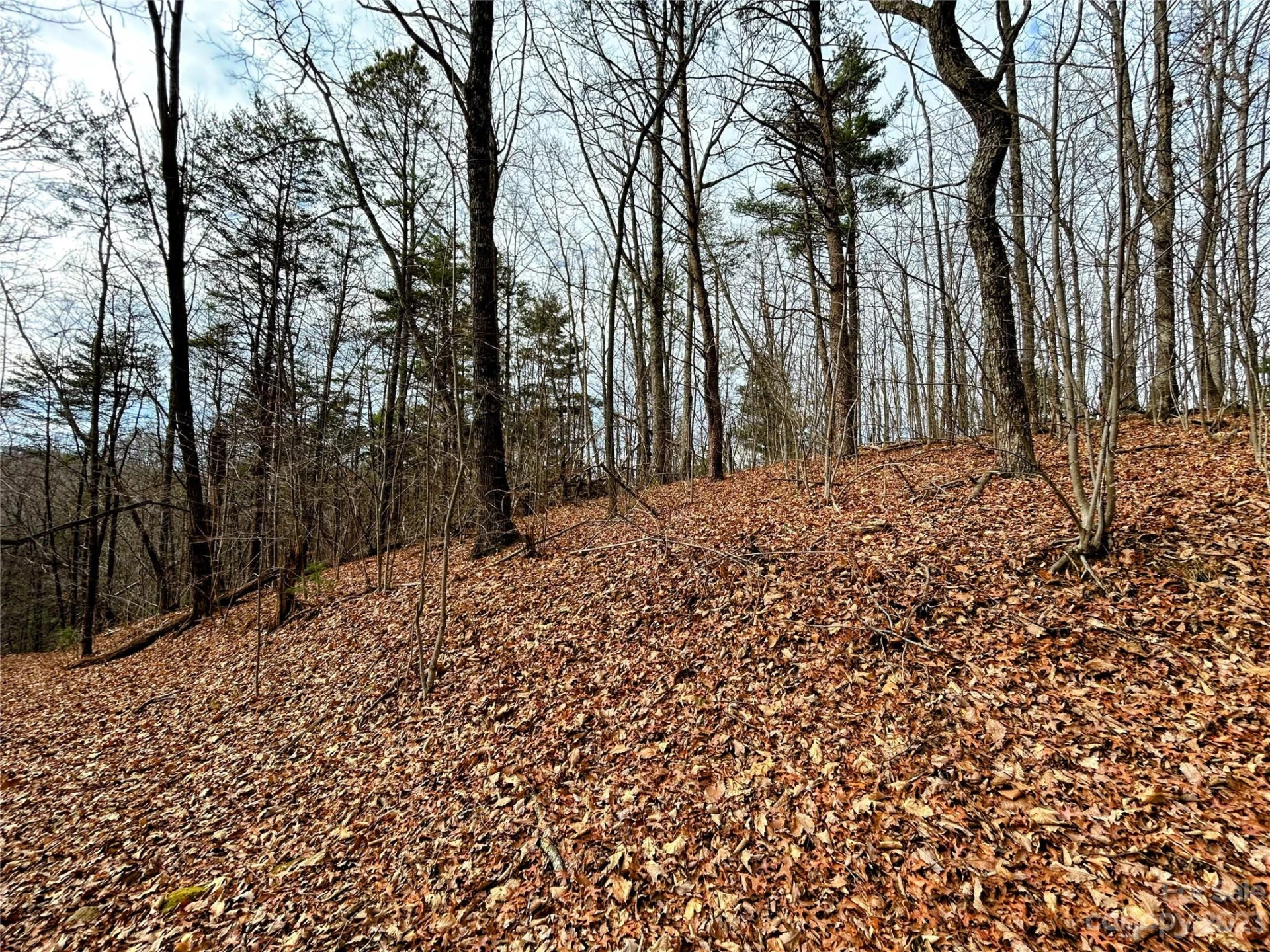 Lot 12 Rhododendron Drive - Photo 4