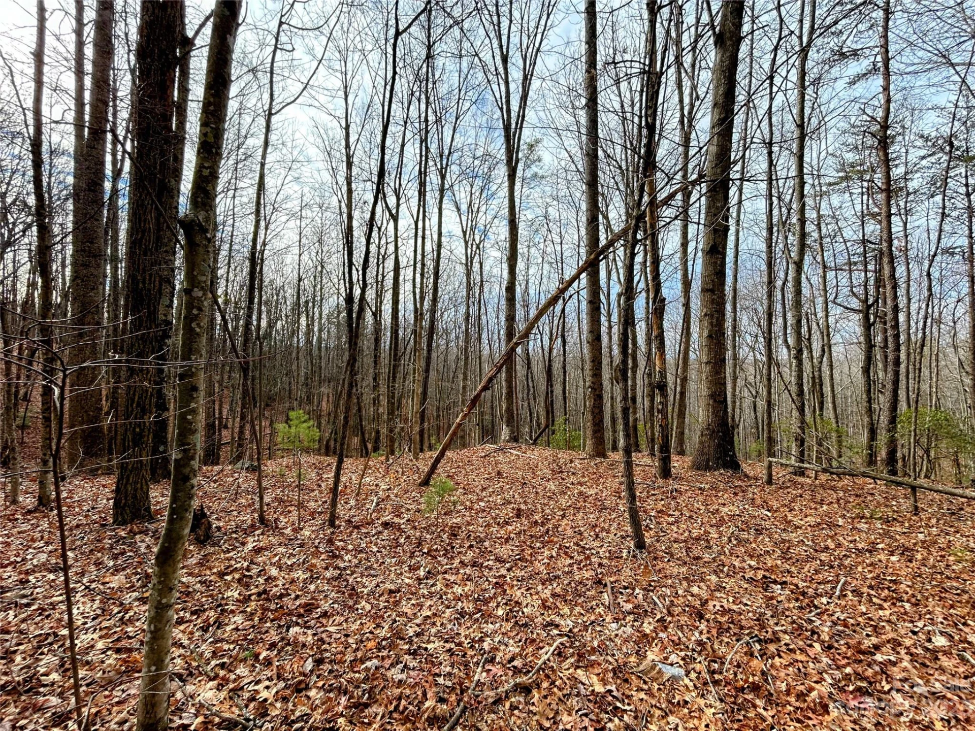 Lot 14 Rhododendron Drive - Photo 3