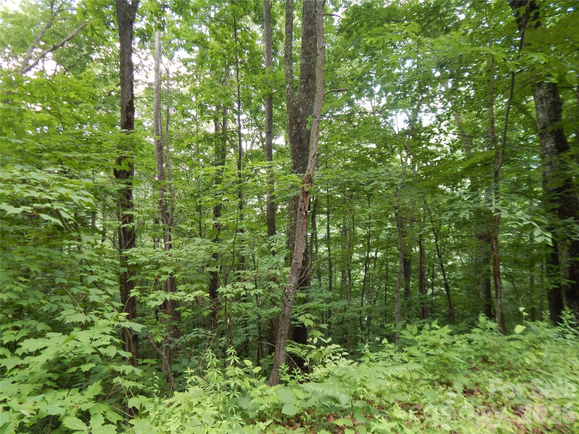 00 Hoot Owl Bill Road - Photo 3