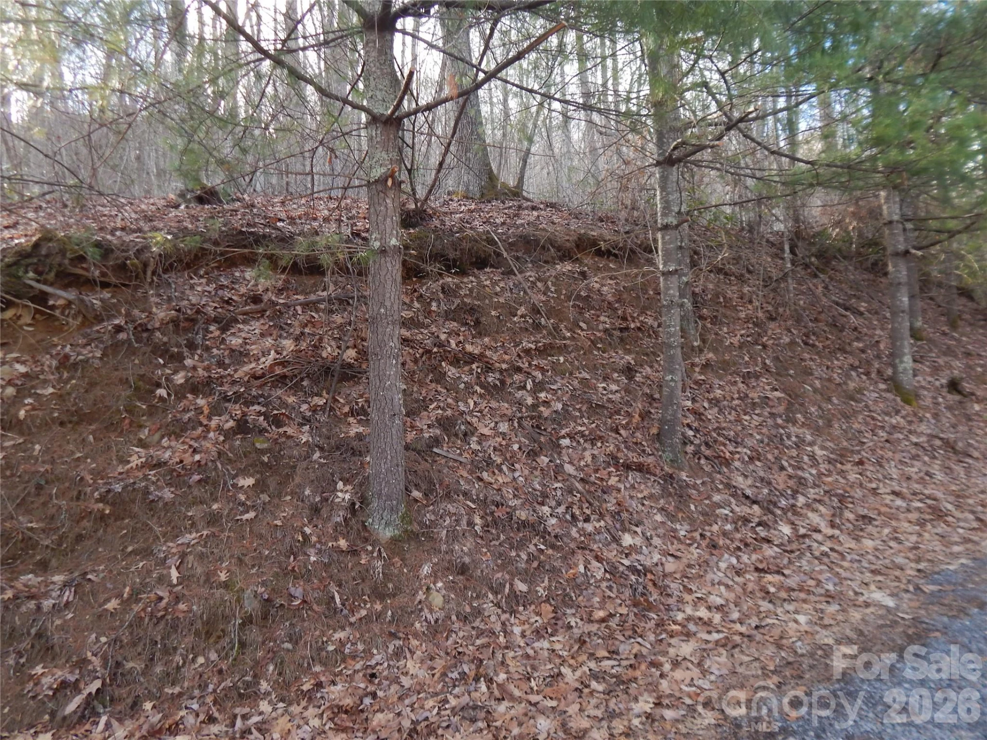 00 Hoot Owl Bill Road - Photo 24