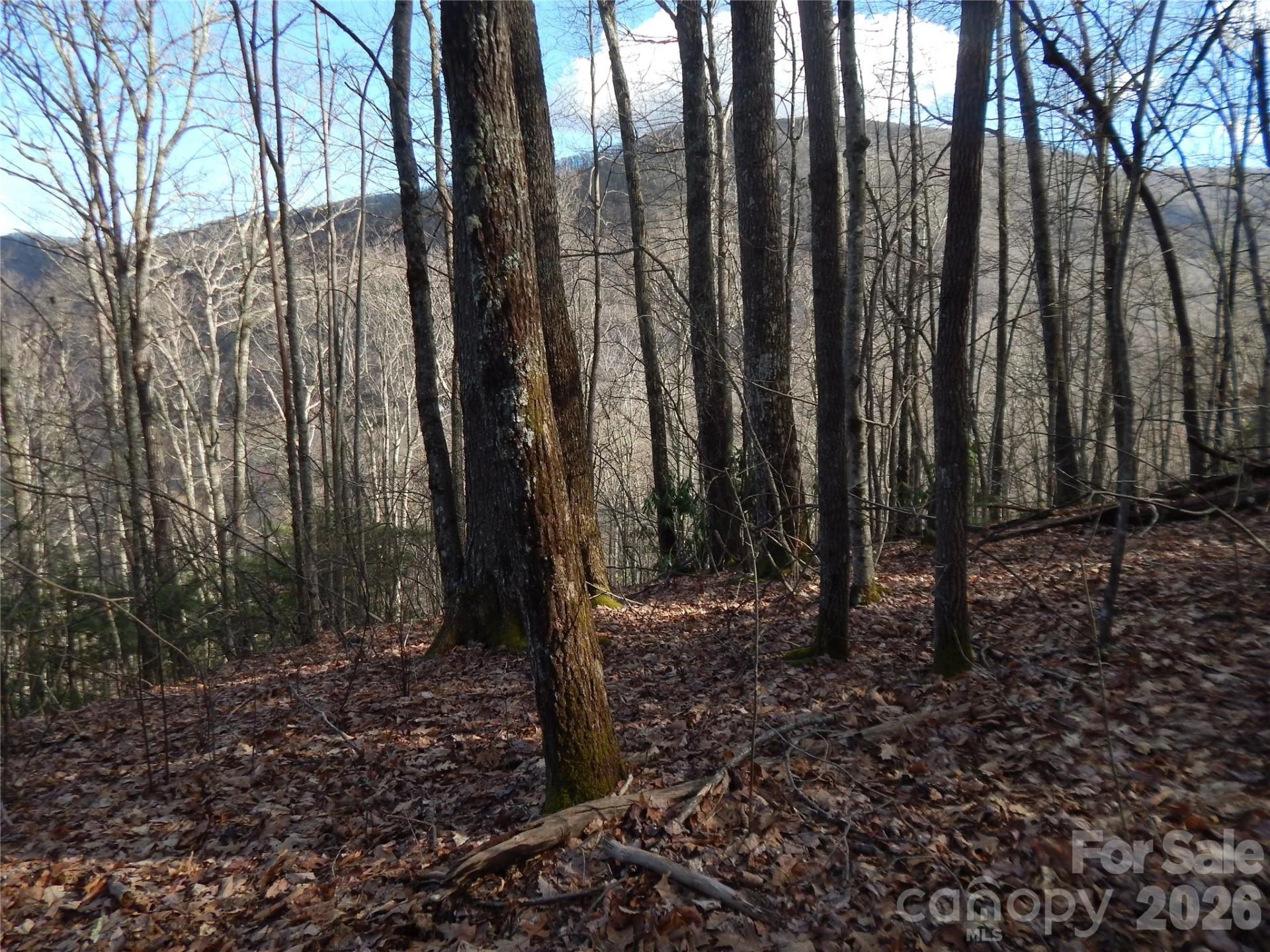00 Hoot Owl Bill Road - Photo 26