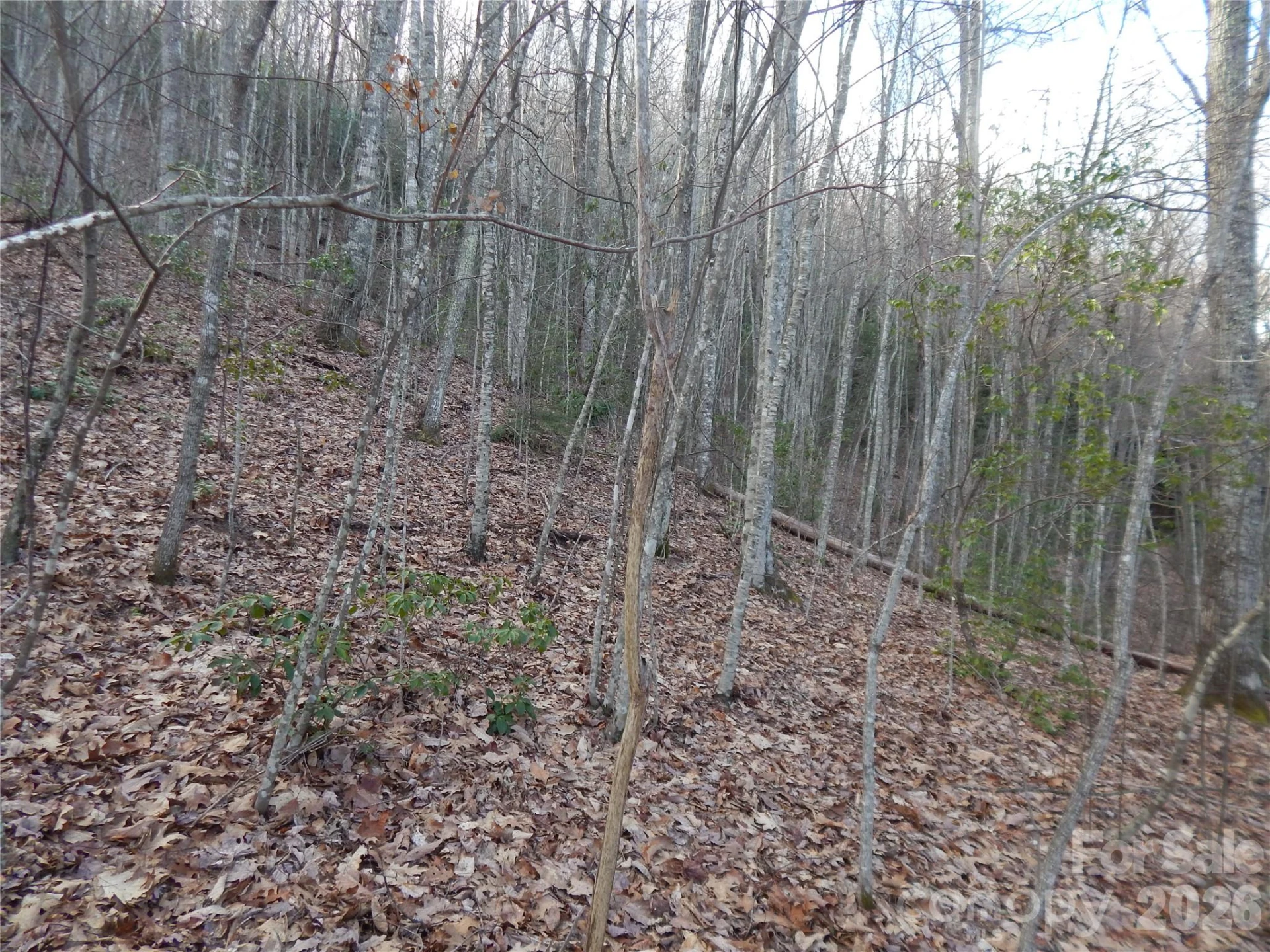 00 Hoot Owl Bill Road - Photo 29