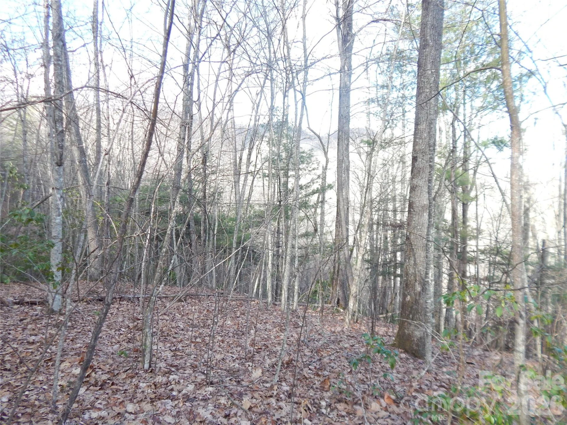 00 Hoot Owl Bill Road - Photo 31