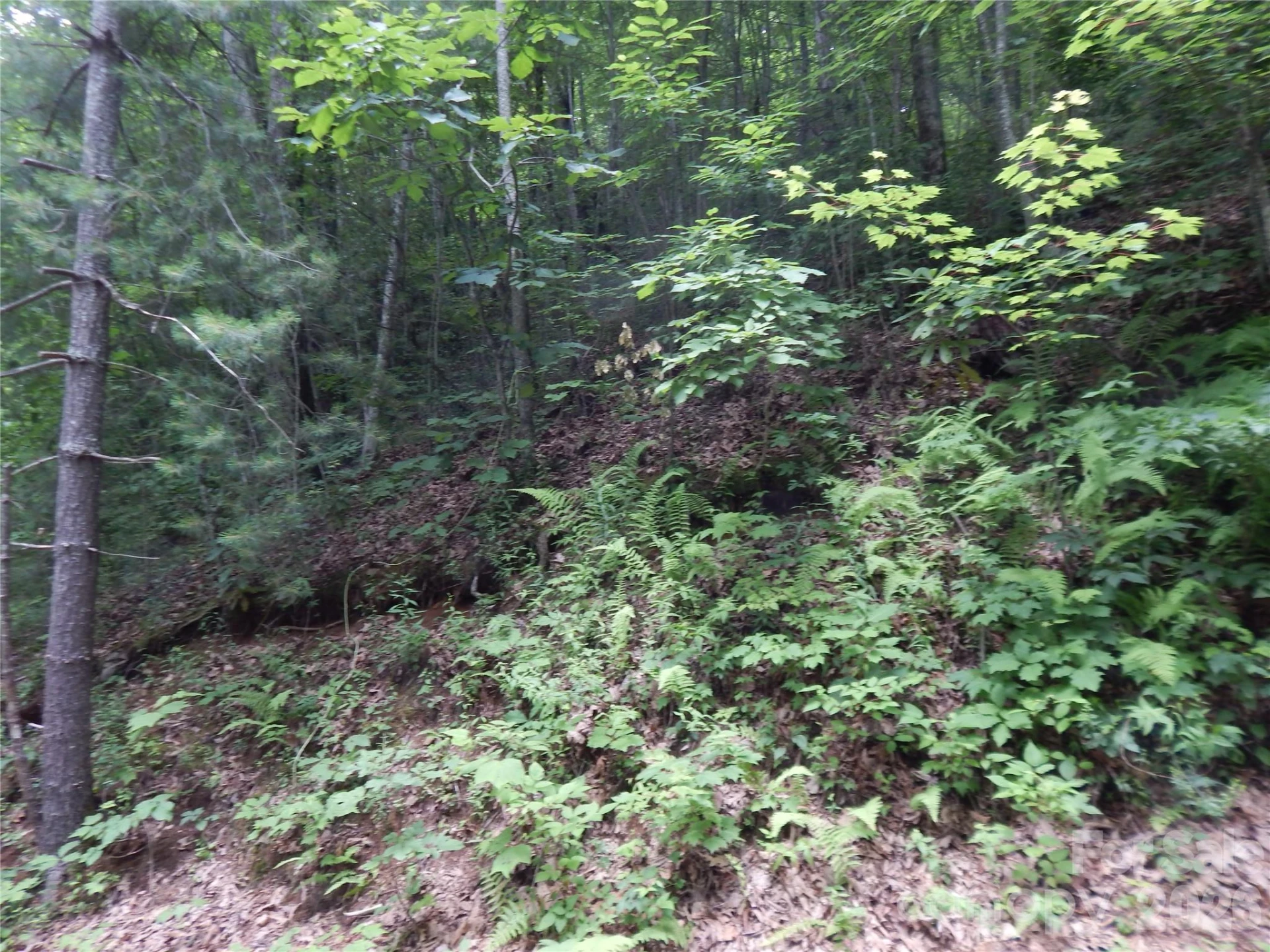 00 Hoot Owl Bill Road - Photo 13