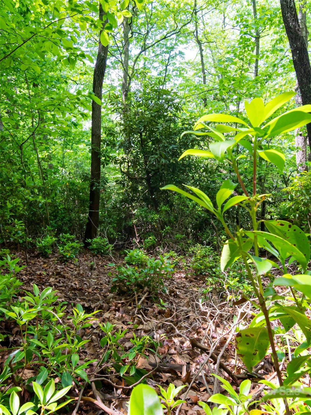 185 Crossvine Trail - Photo 13