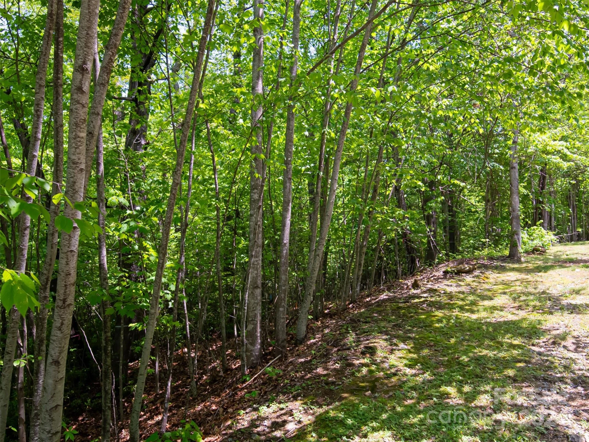 185 Crossvine Trail - Photo 8