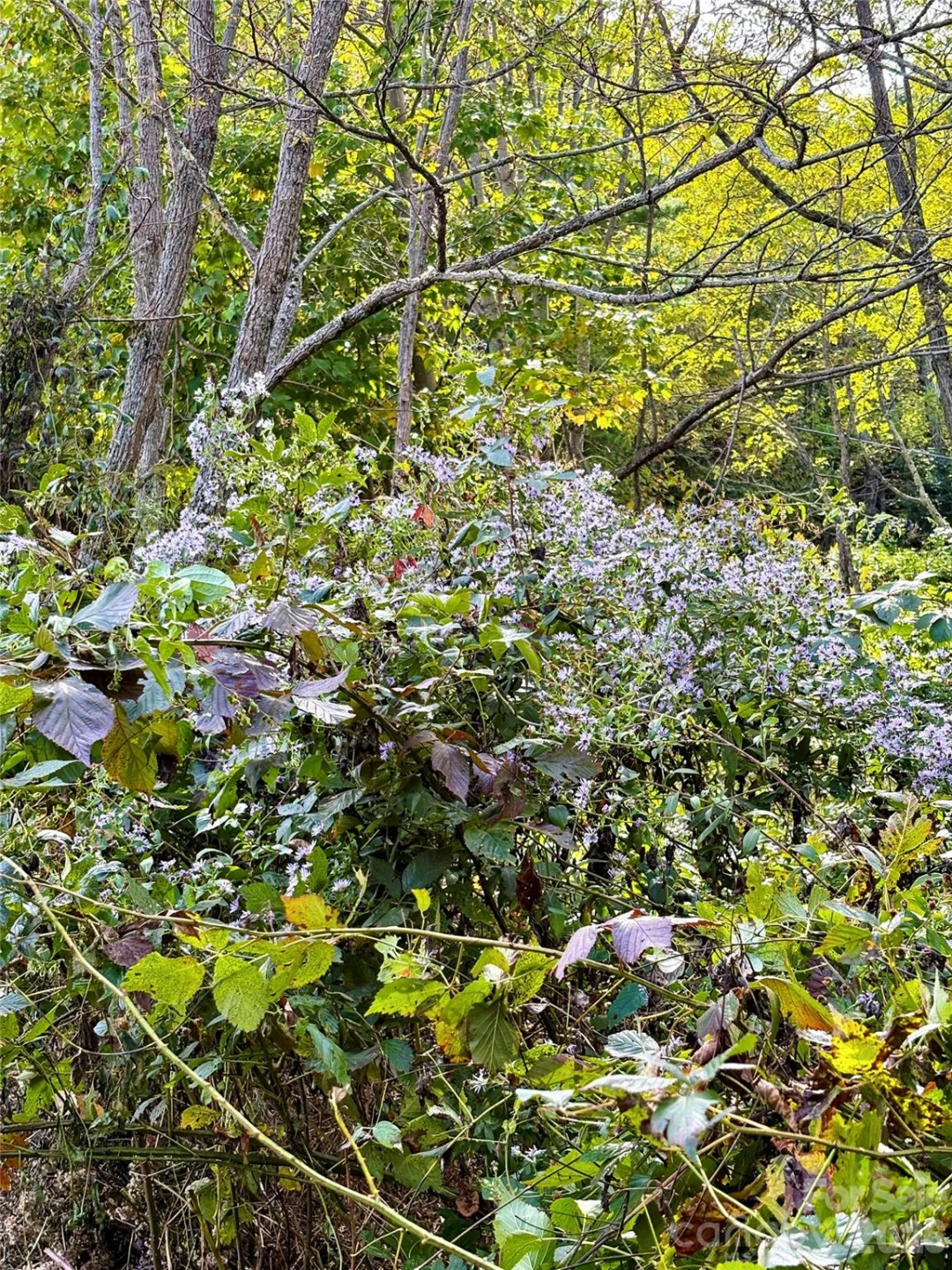 Tract 2 Turkey Trot Road - Photo 20