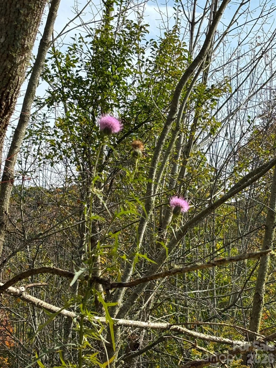 Tract 2 Turkey Trot Road - Photo 44