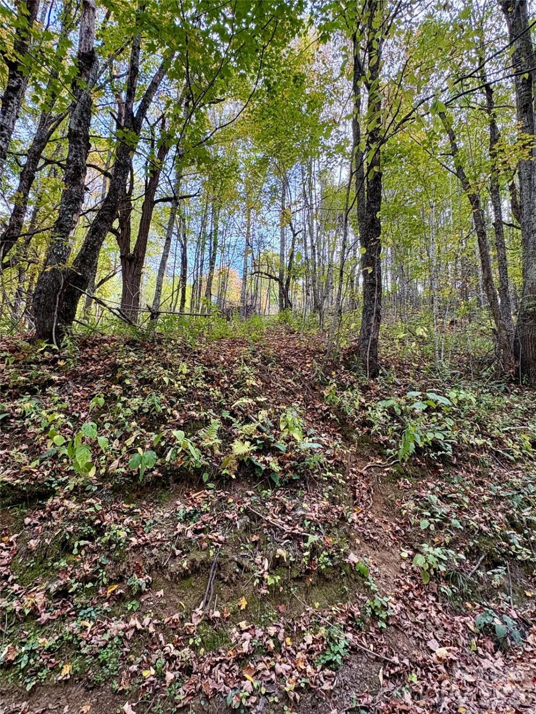Tract 2 Turkey Trot Road - Photo 46