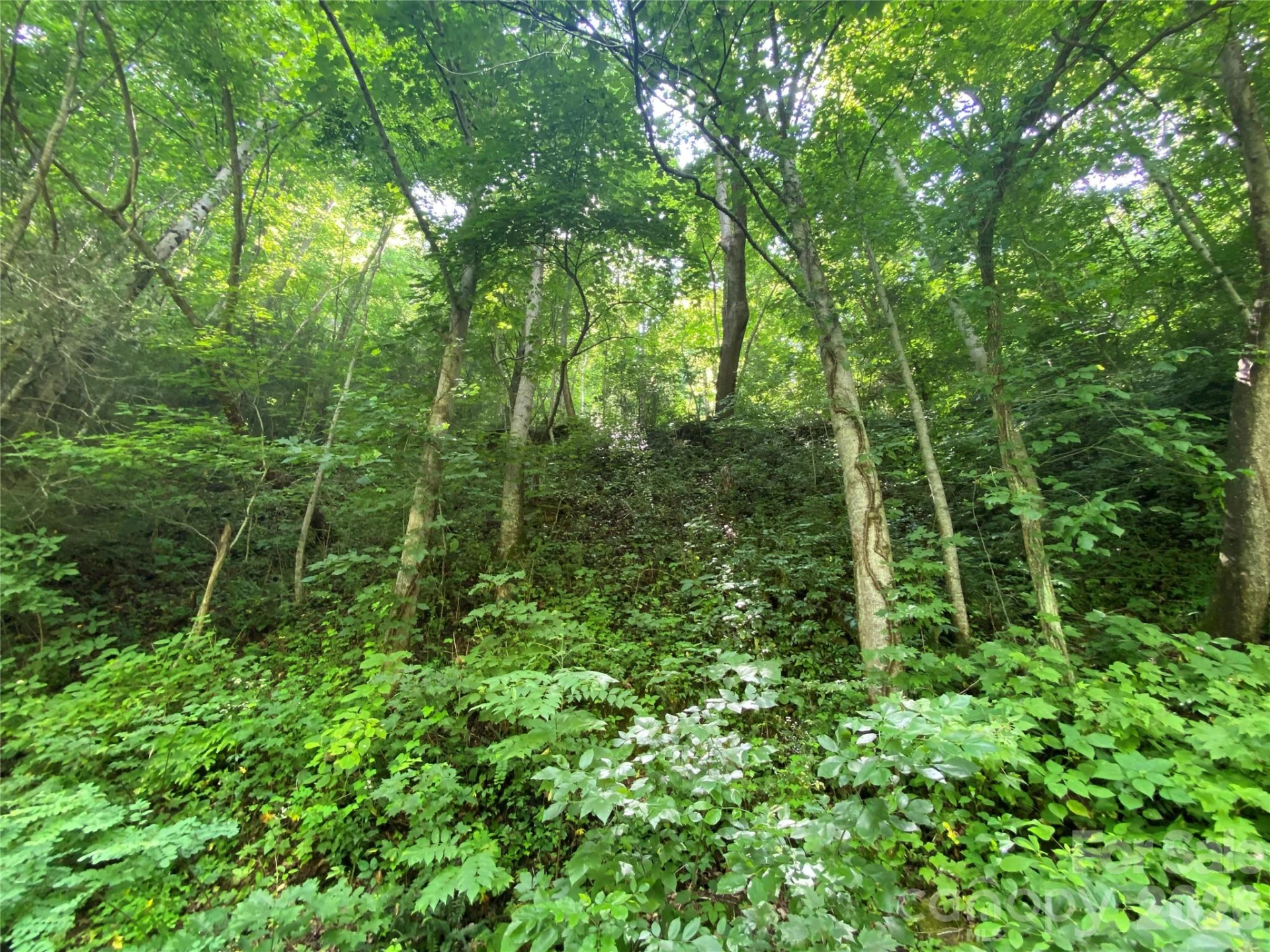 0000 Big Laurel Road - Photo 4