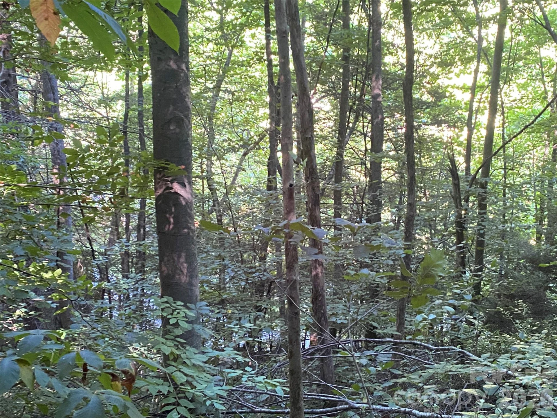 0000 Big Laurel Road - Photo 10
