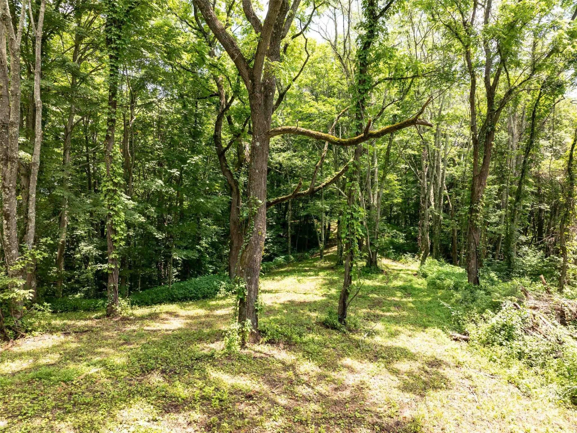 00 Hardy Branch Trail - Photo 5