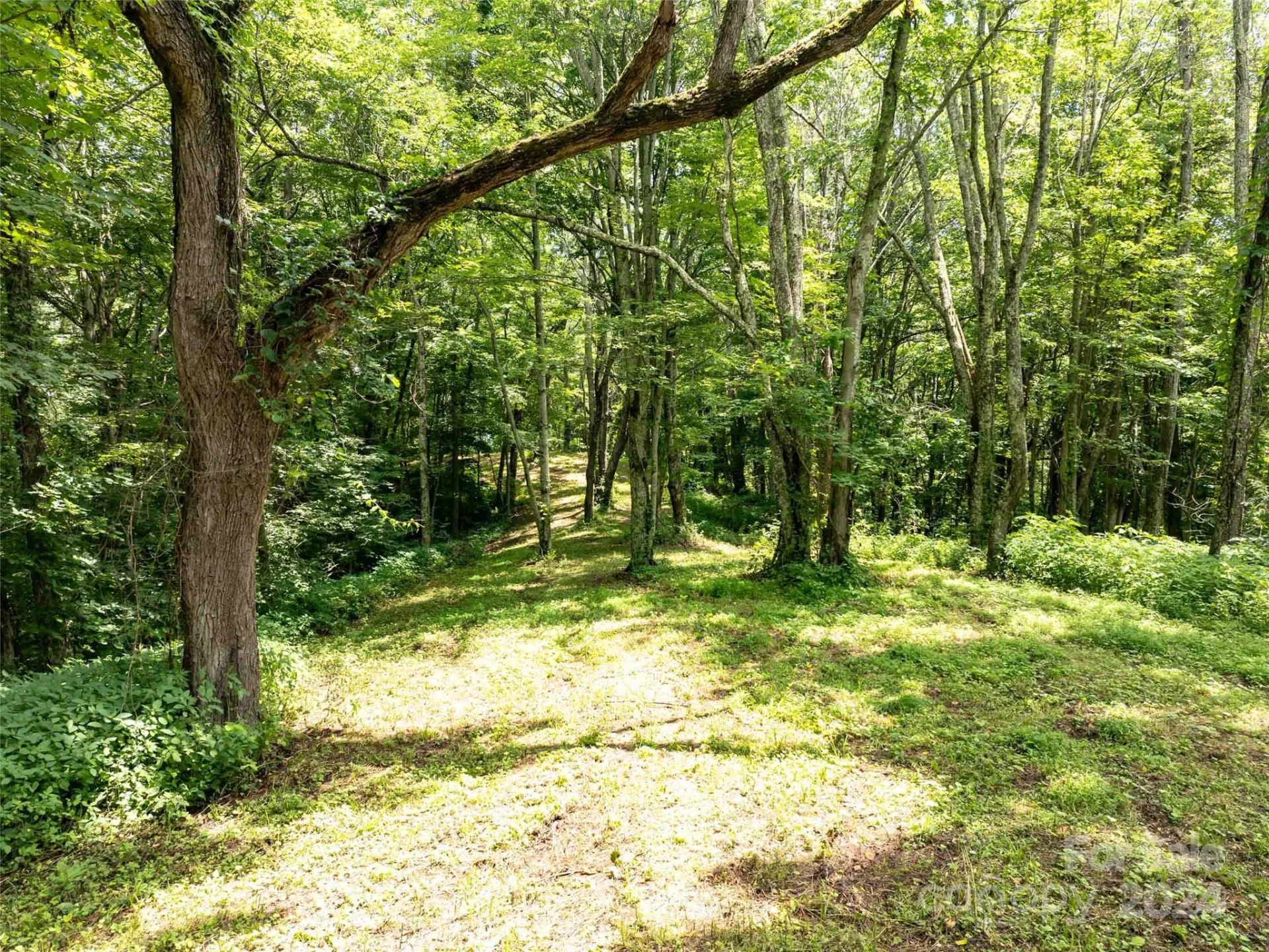 00 Hardy Branch Trail - Photo 7