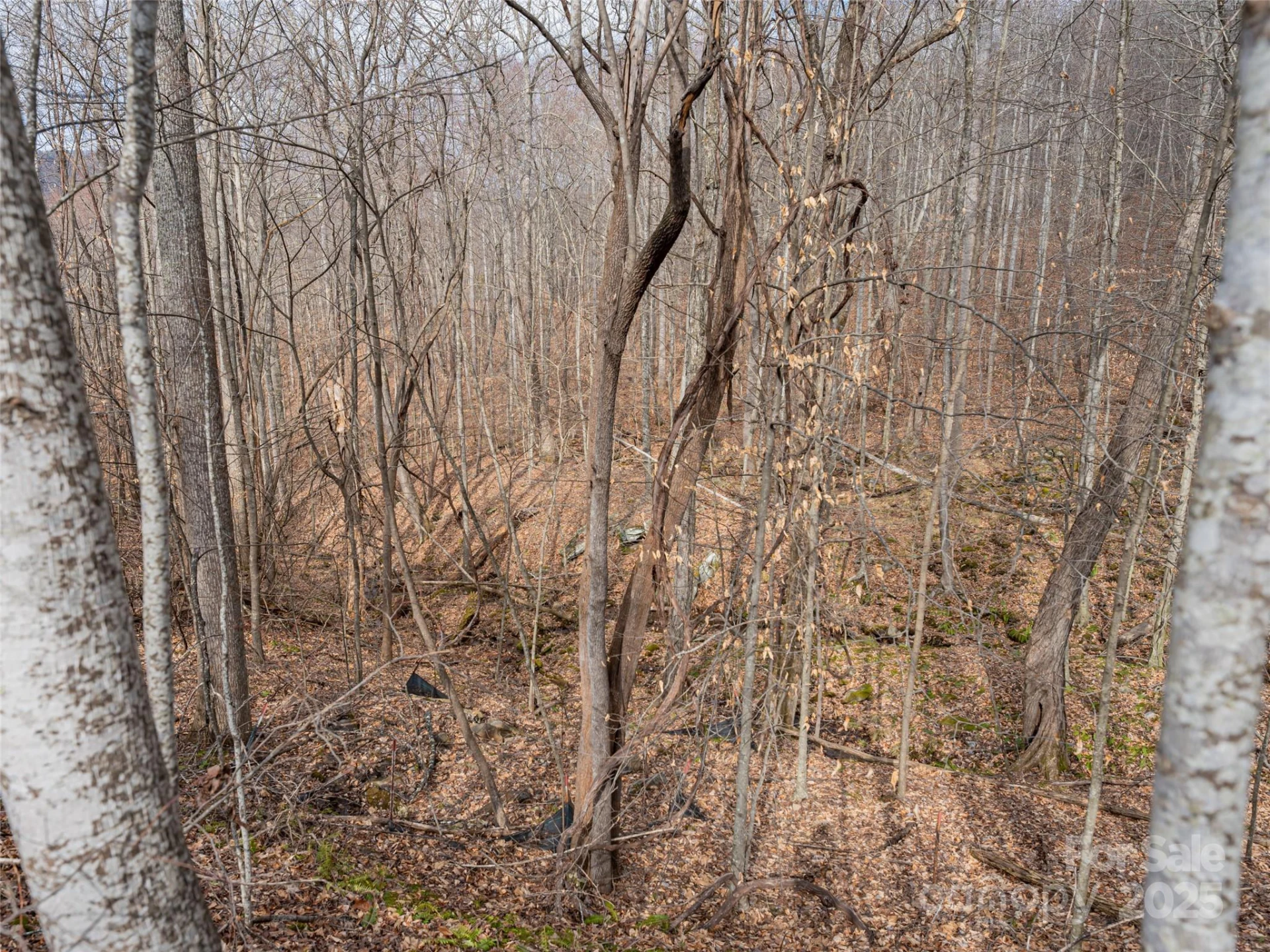 522 & 528 Blue Mist Way - Photo 5