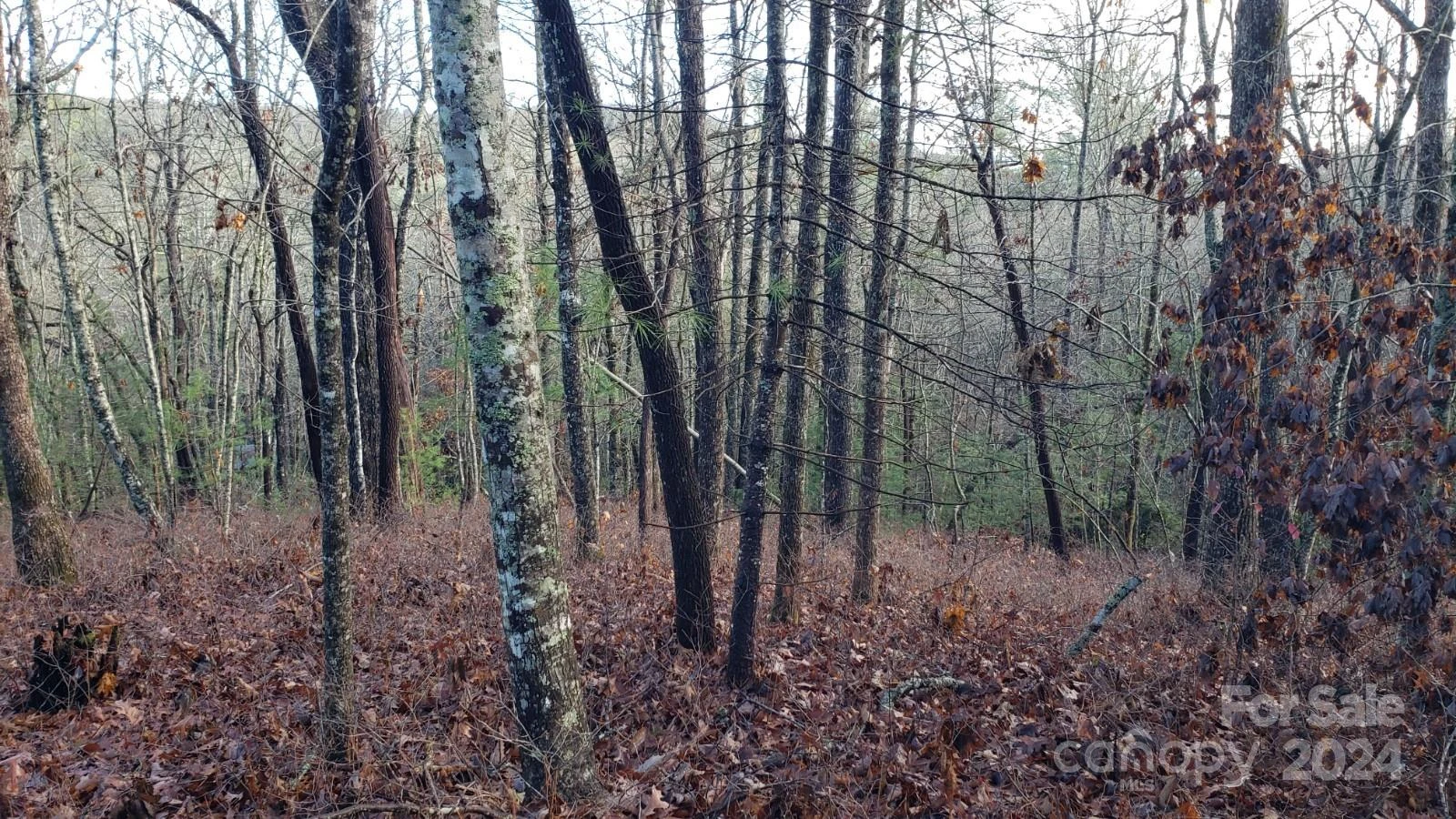 TBD Cedar Lane - Photo 2