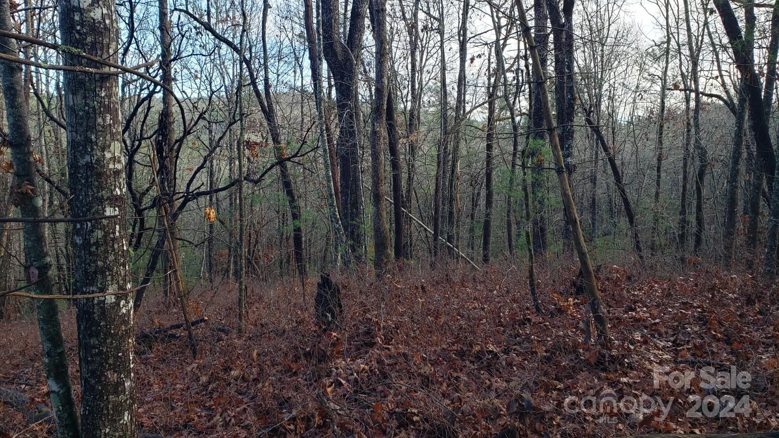 TBD Cedar Lane - Photo 3