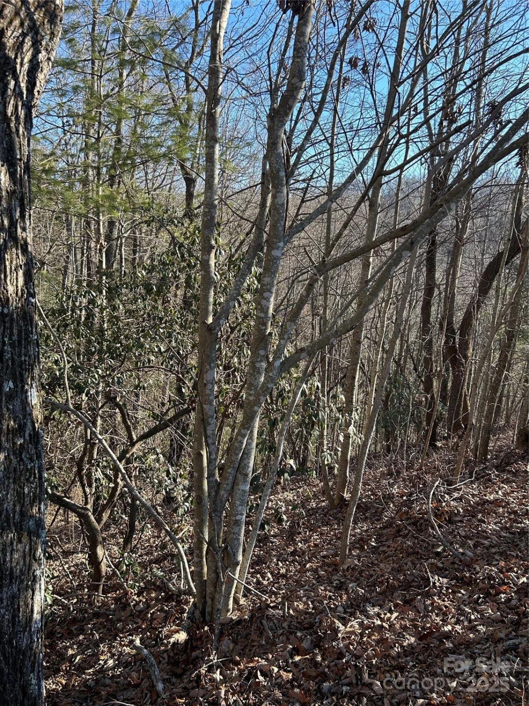 210 Thistlewynd Trail - Photo 3