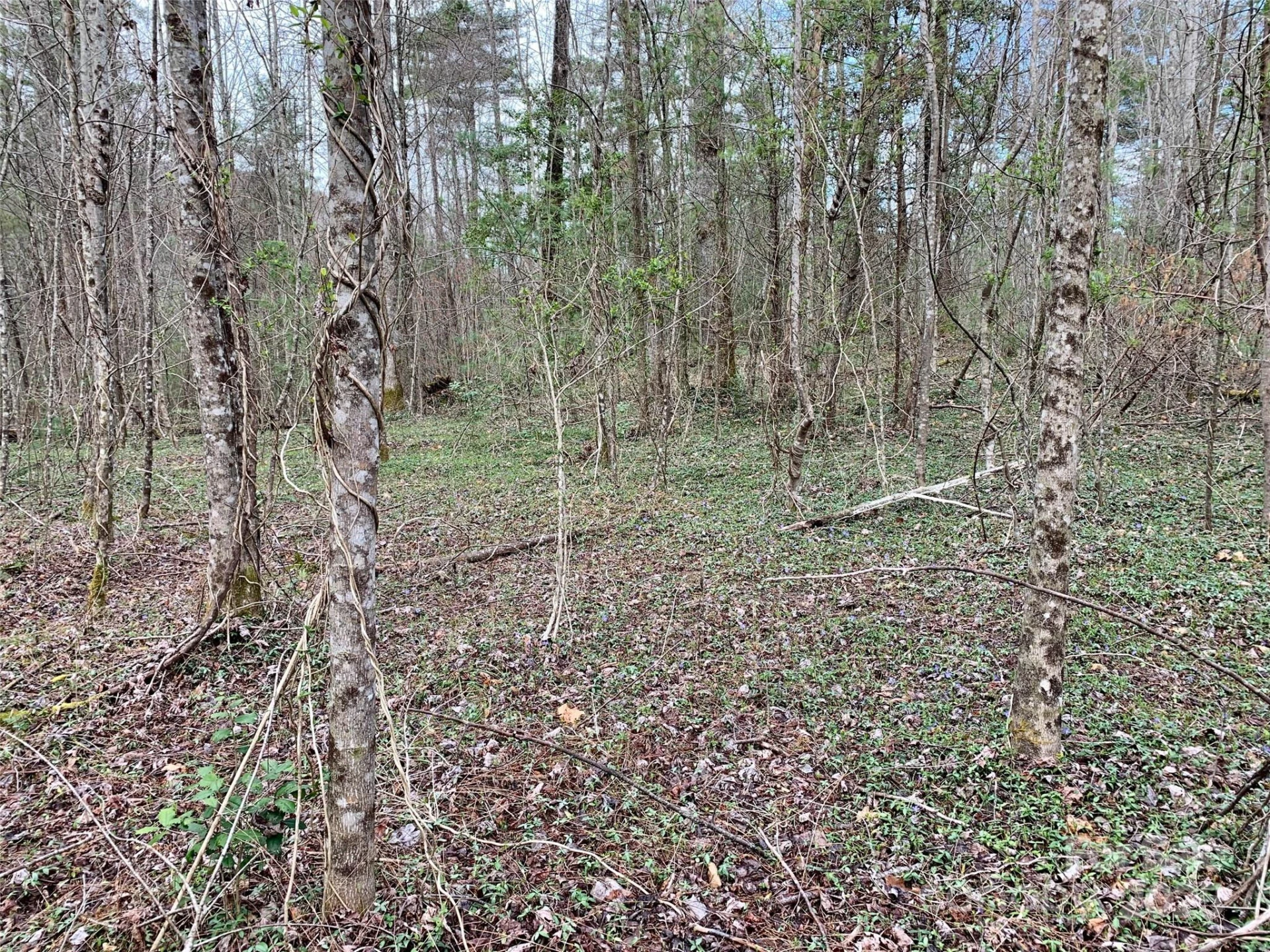 Lot 64 Peppervine Circle - Photo 2