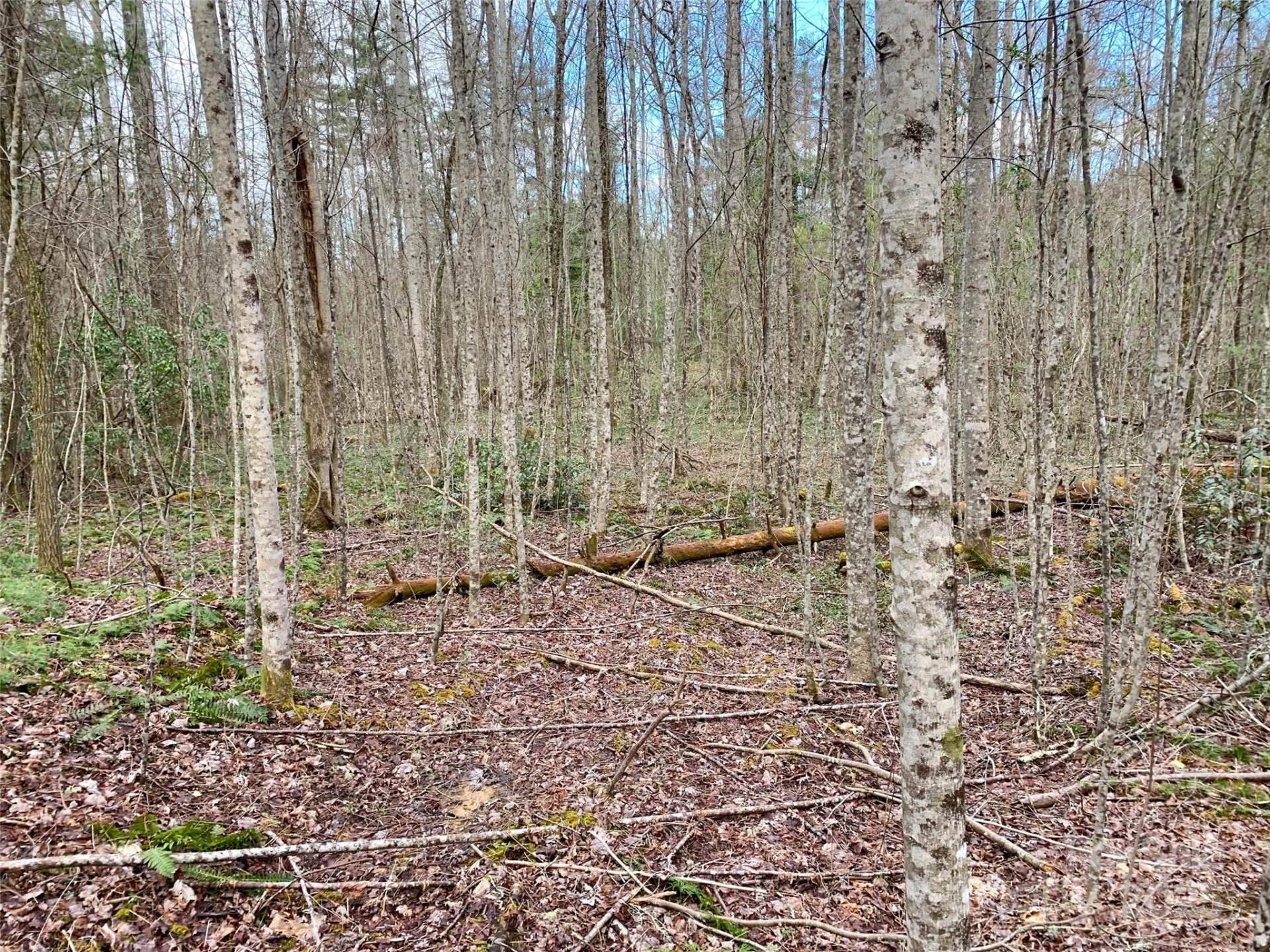 Lot 64 Peppervine Circle - Photo 6