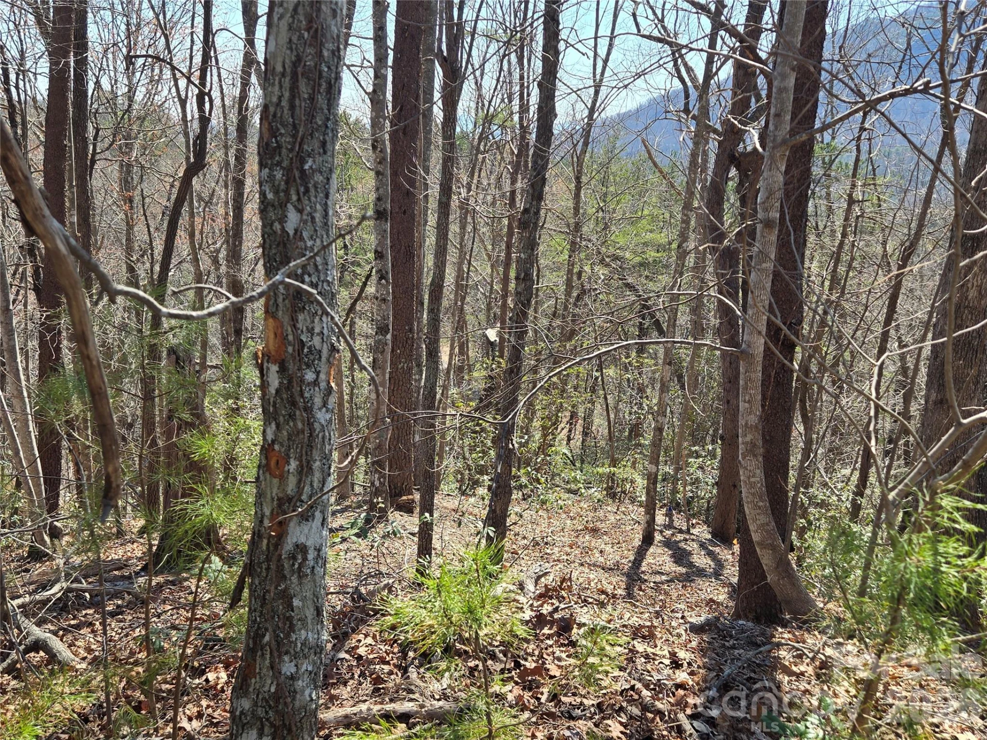 Lot 57 Banjo Court - Photo 6