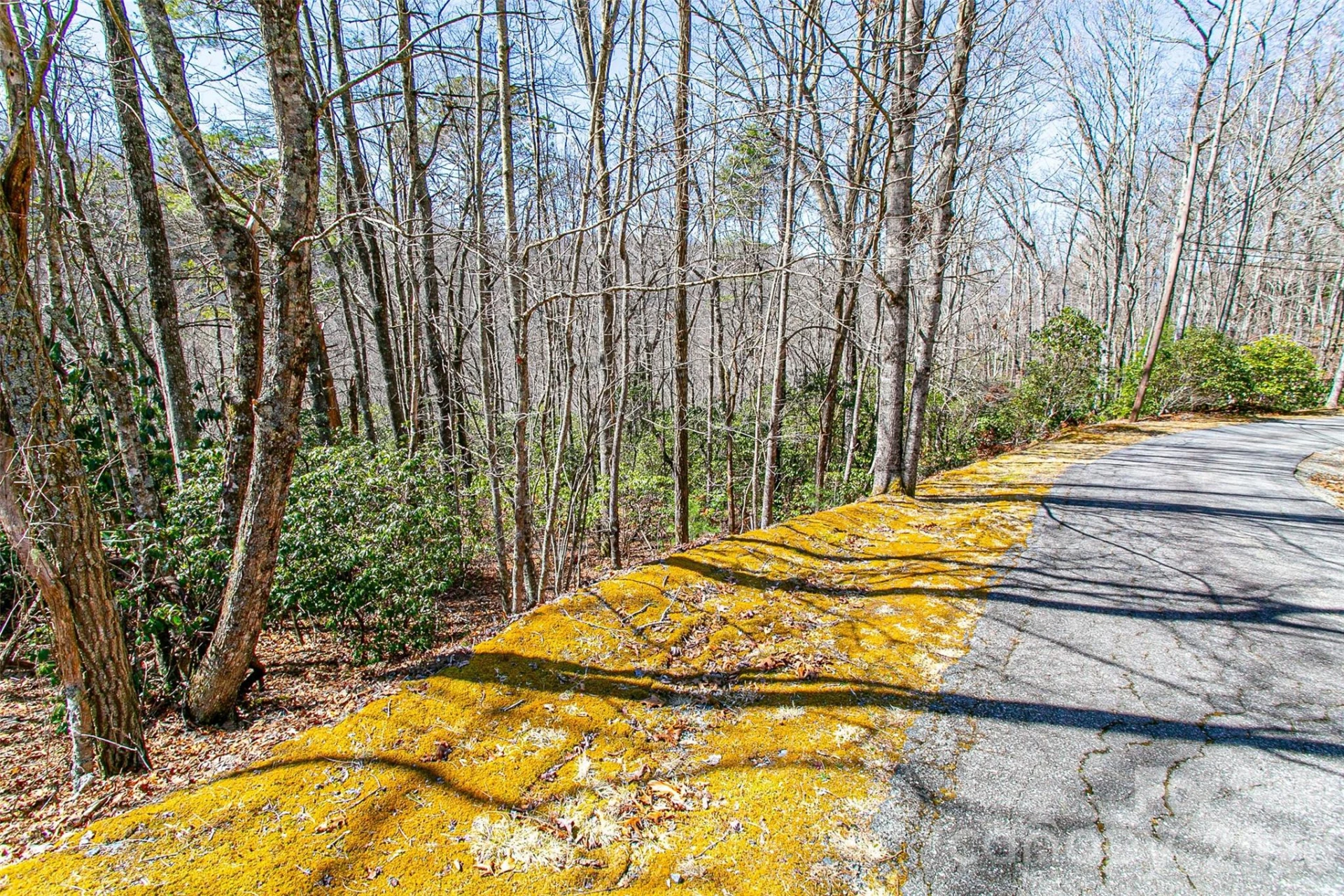 TBD Still Branch Road #L20 - Photo 15