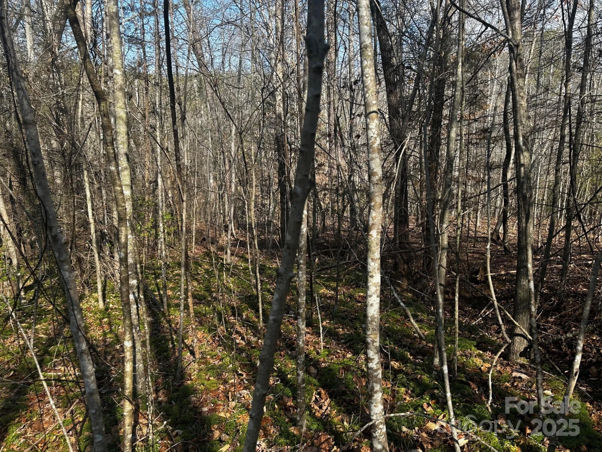 0000 Grassy Knob Road - Photo 13