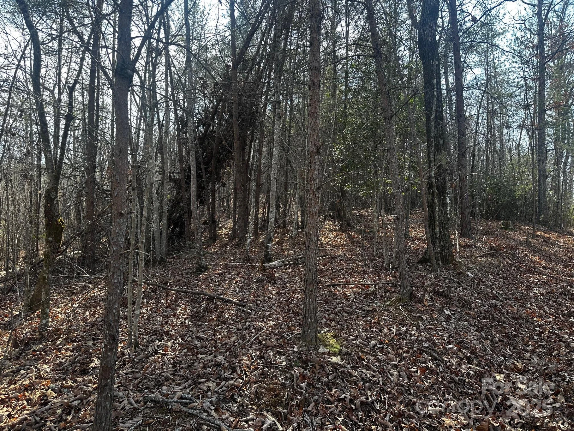 0000 Grassy Knob Road - Photo 5