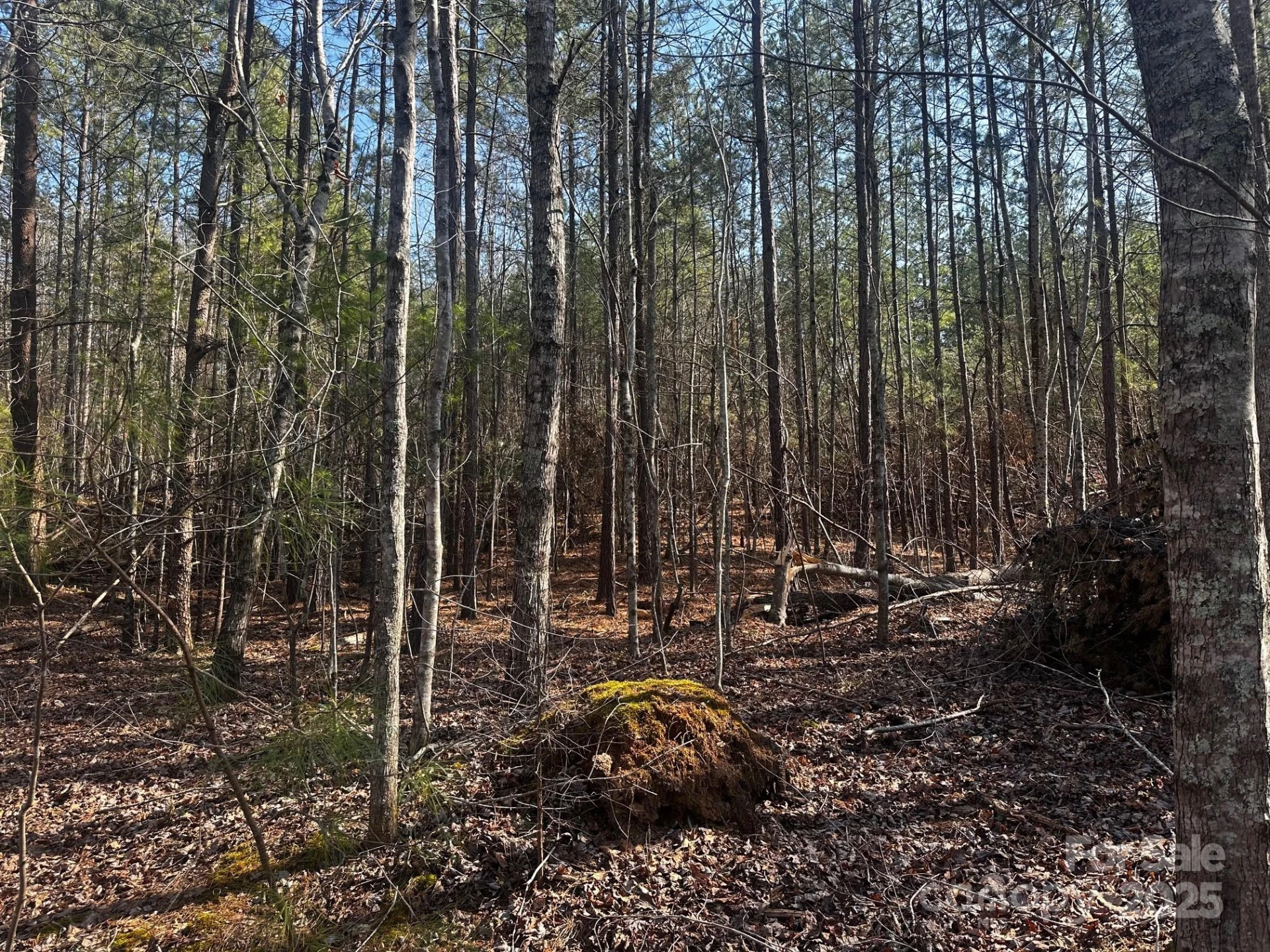 0000 Grassy Knob Road - Photo 6