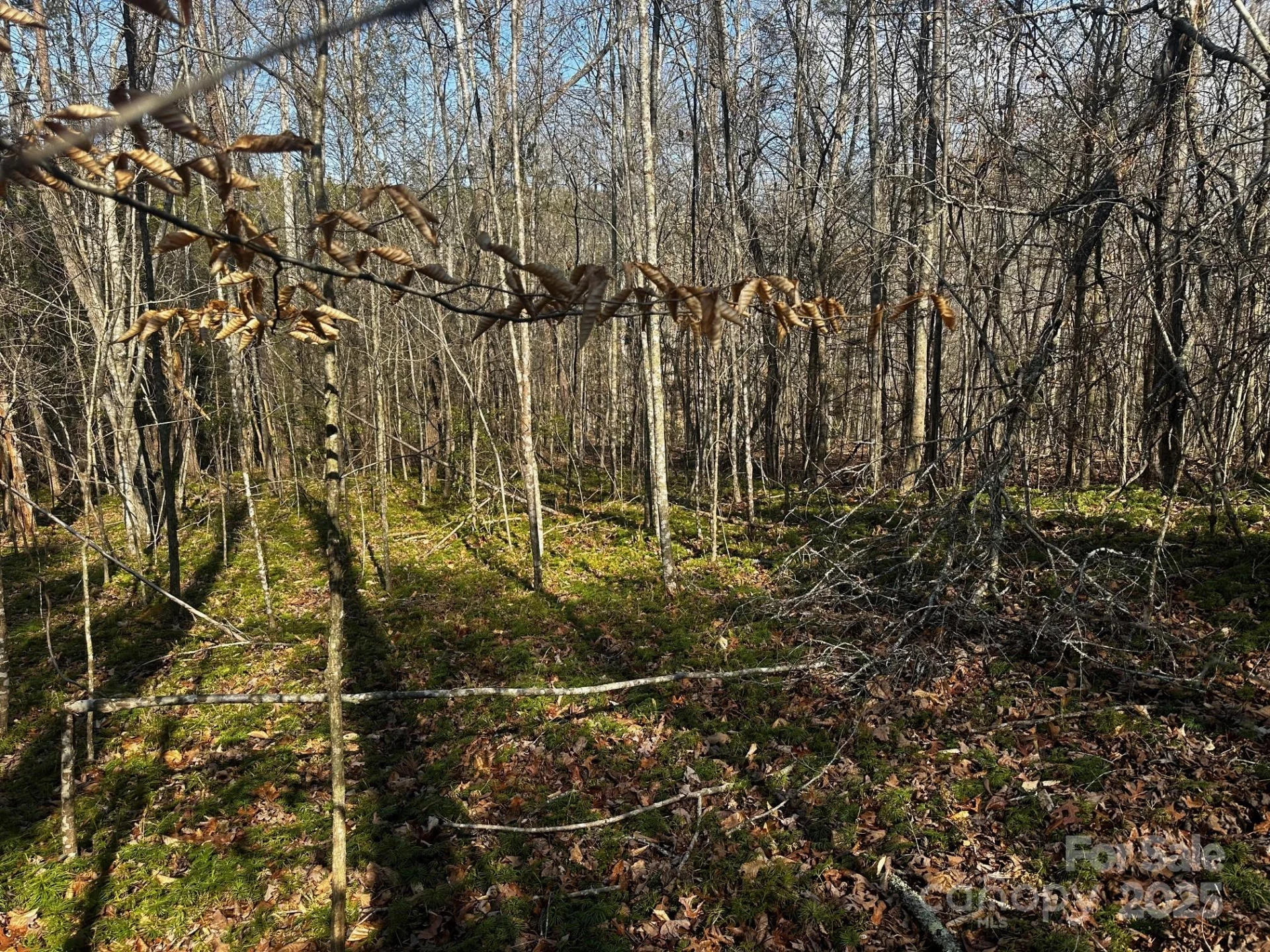 0000 Grassy Knob Road - Photo 8