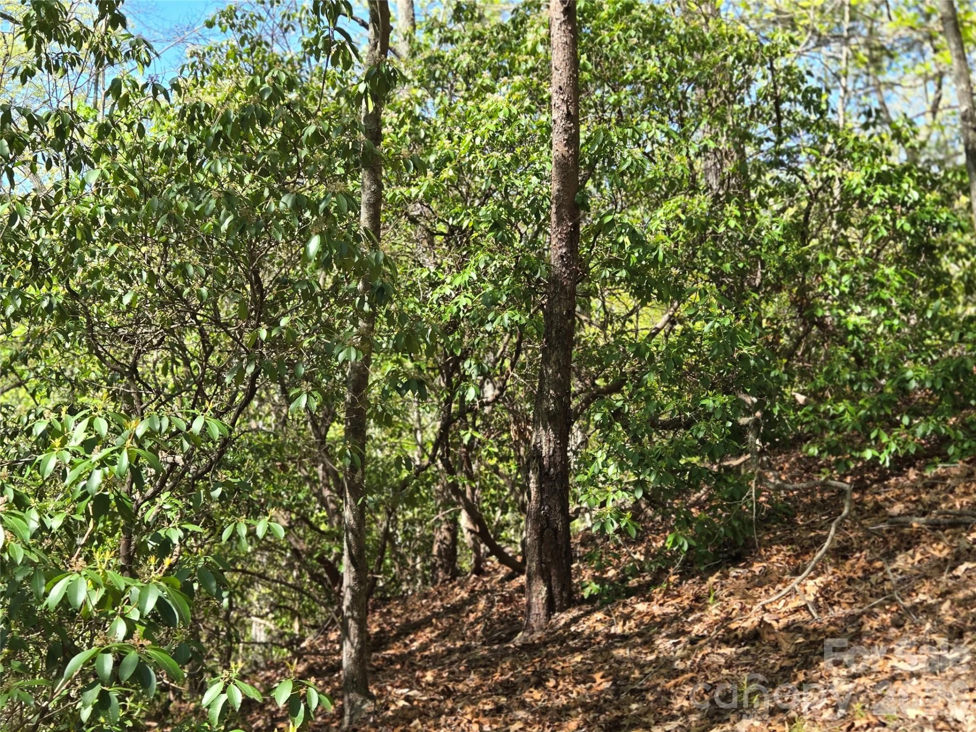 Lot 64 &  65 Walnut Lane - Photo 6