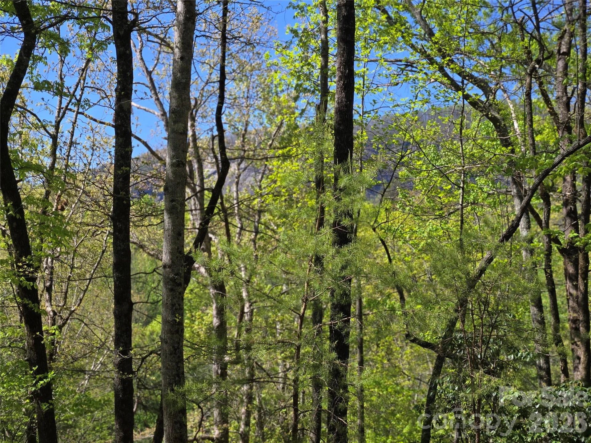 Lot 64 &  65 Walnut Lane - Photo 8