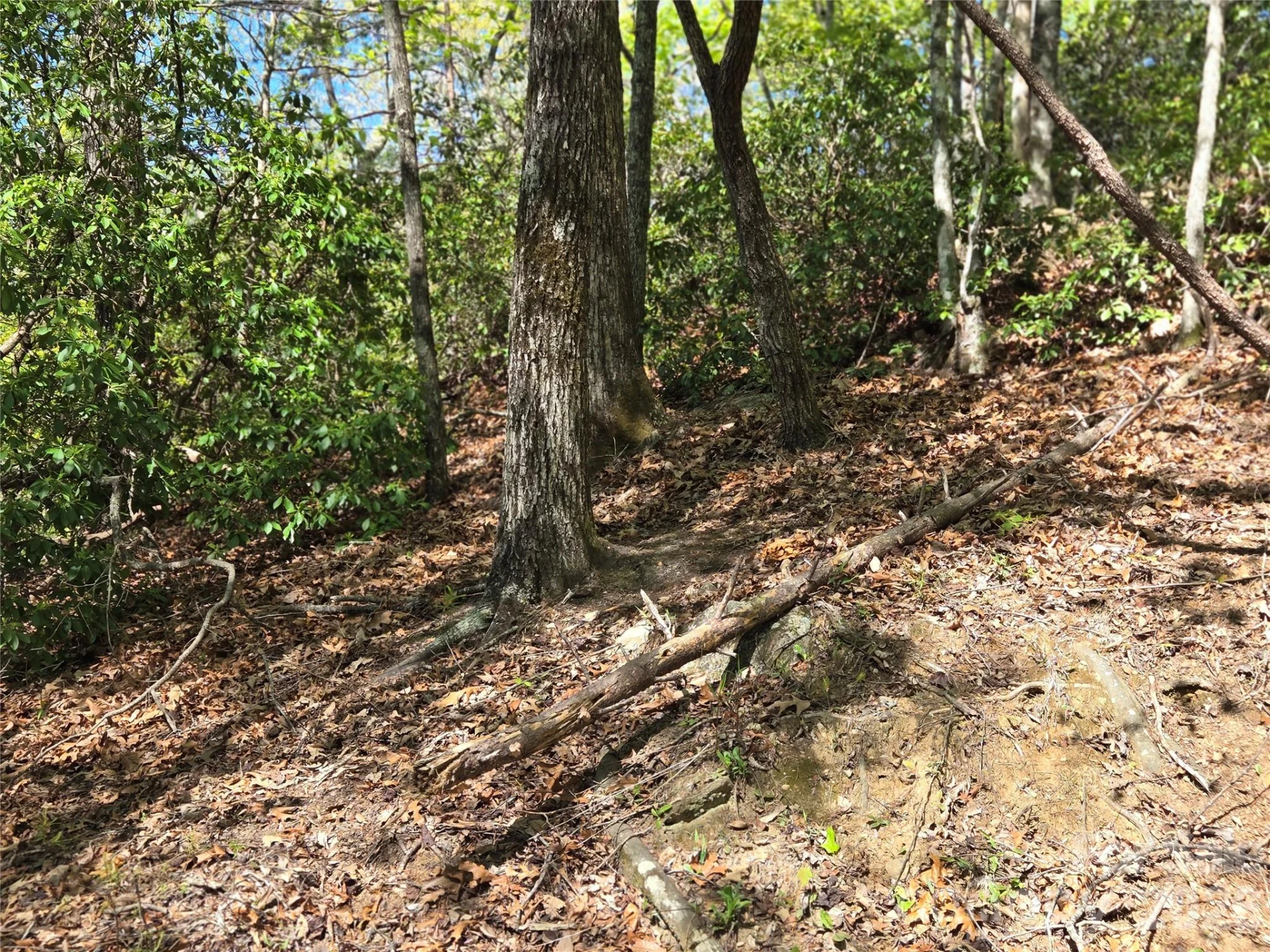 Lot 64 &  65 Walnut Lane - Photo 10