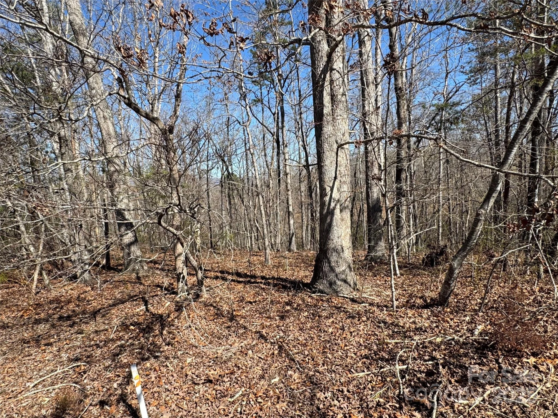 00 Shady Bark Lane - Photo 4