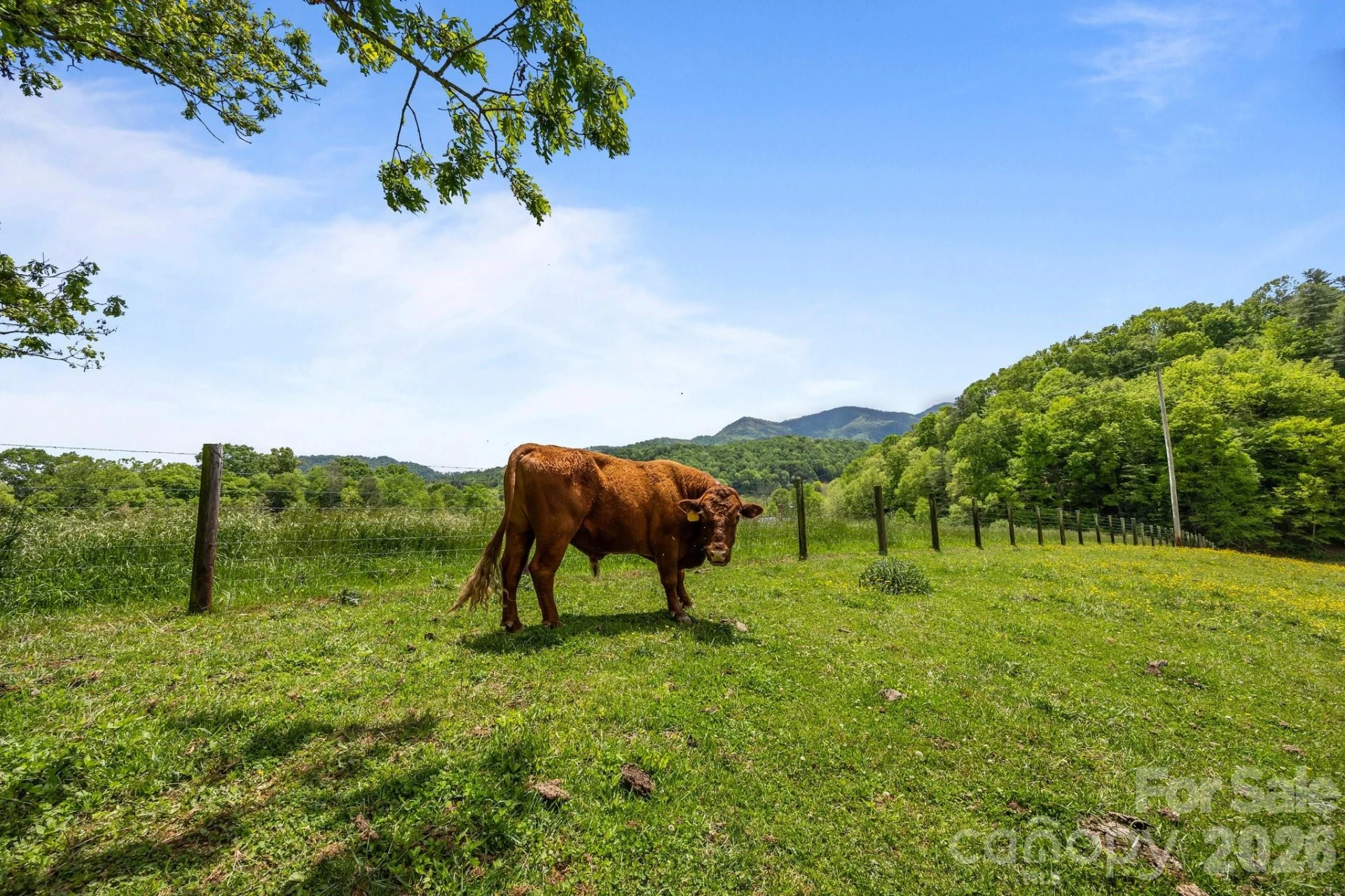 411 Big Sandy Mush Road - Photo 12