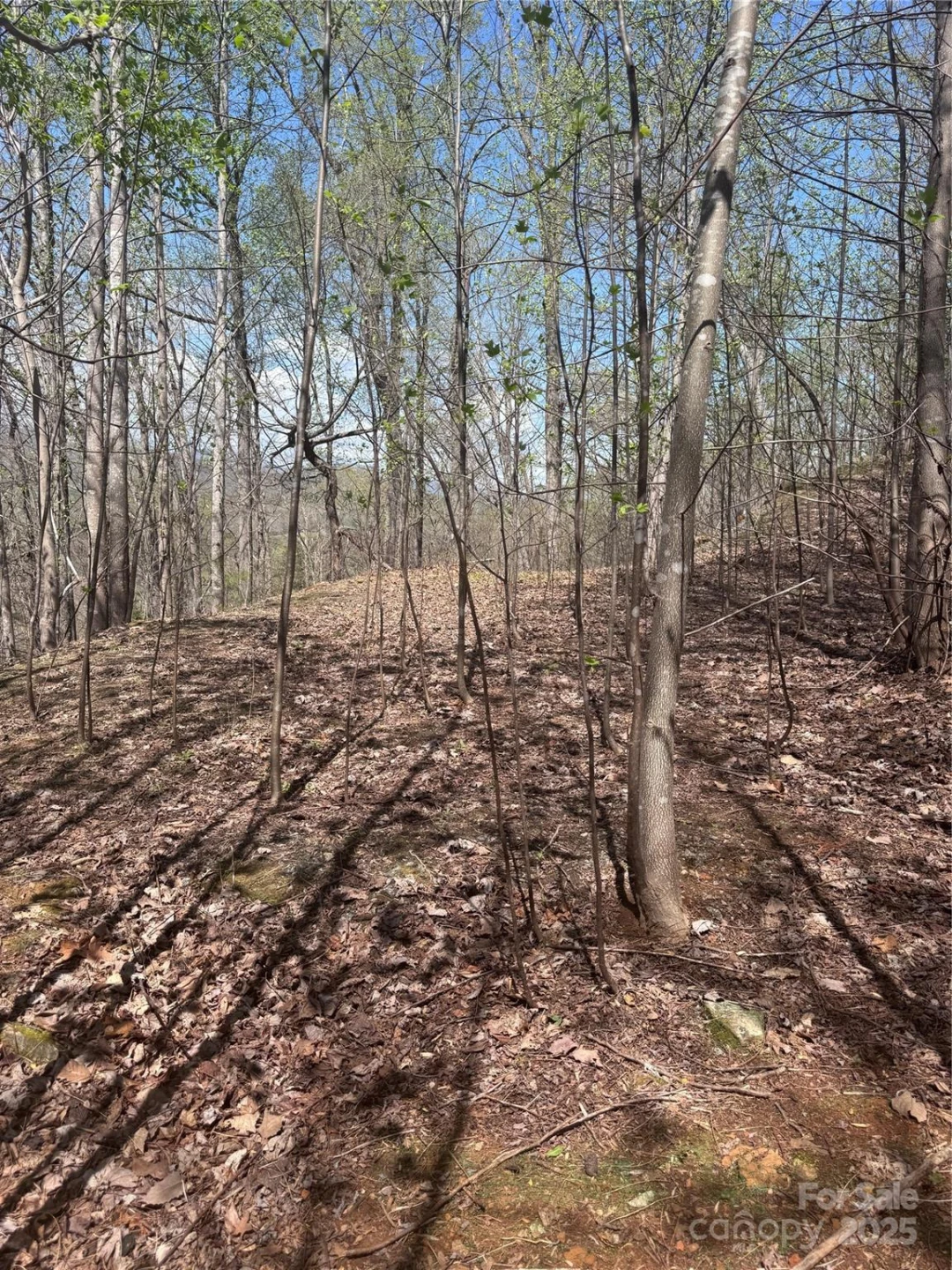 0 High Pines Loop #158 - Photo 4