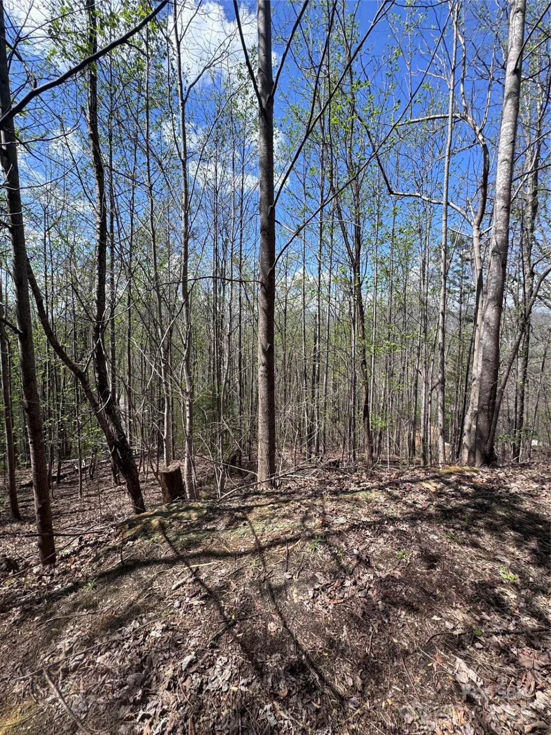 0 High Pines Loop #158 - Photo 6