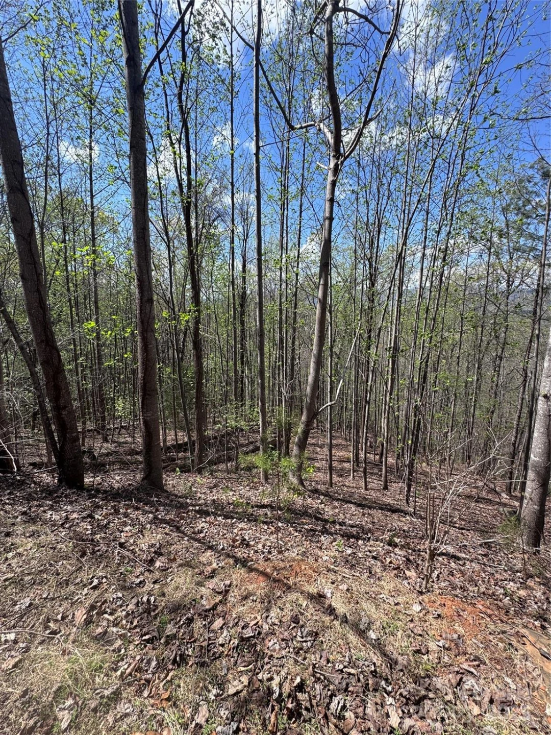 0 High Pines Loop #158 - Photo 9